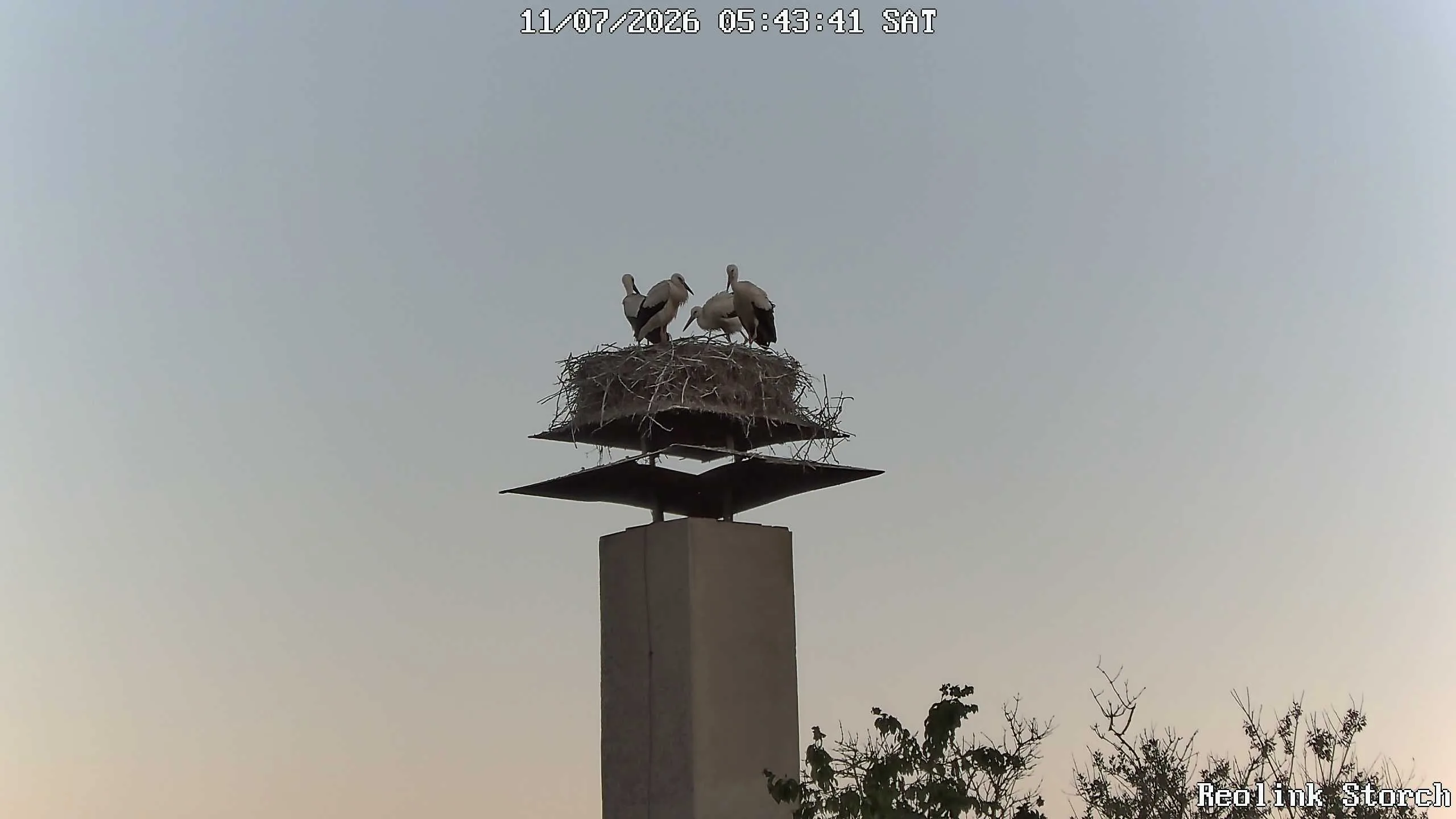 Storchencam Bild