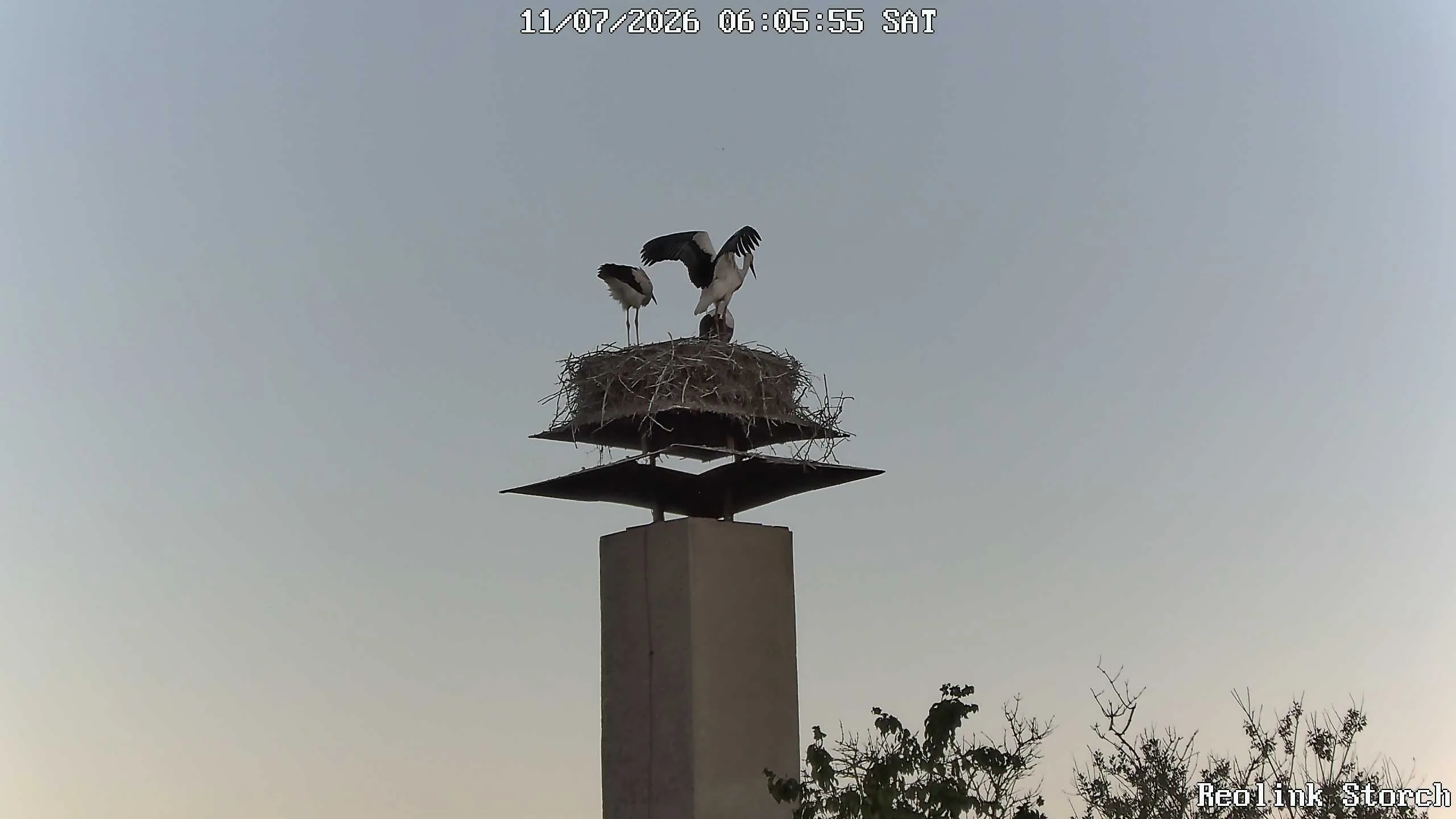 Storchencam Bild
