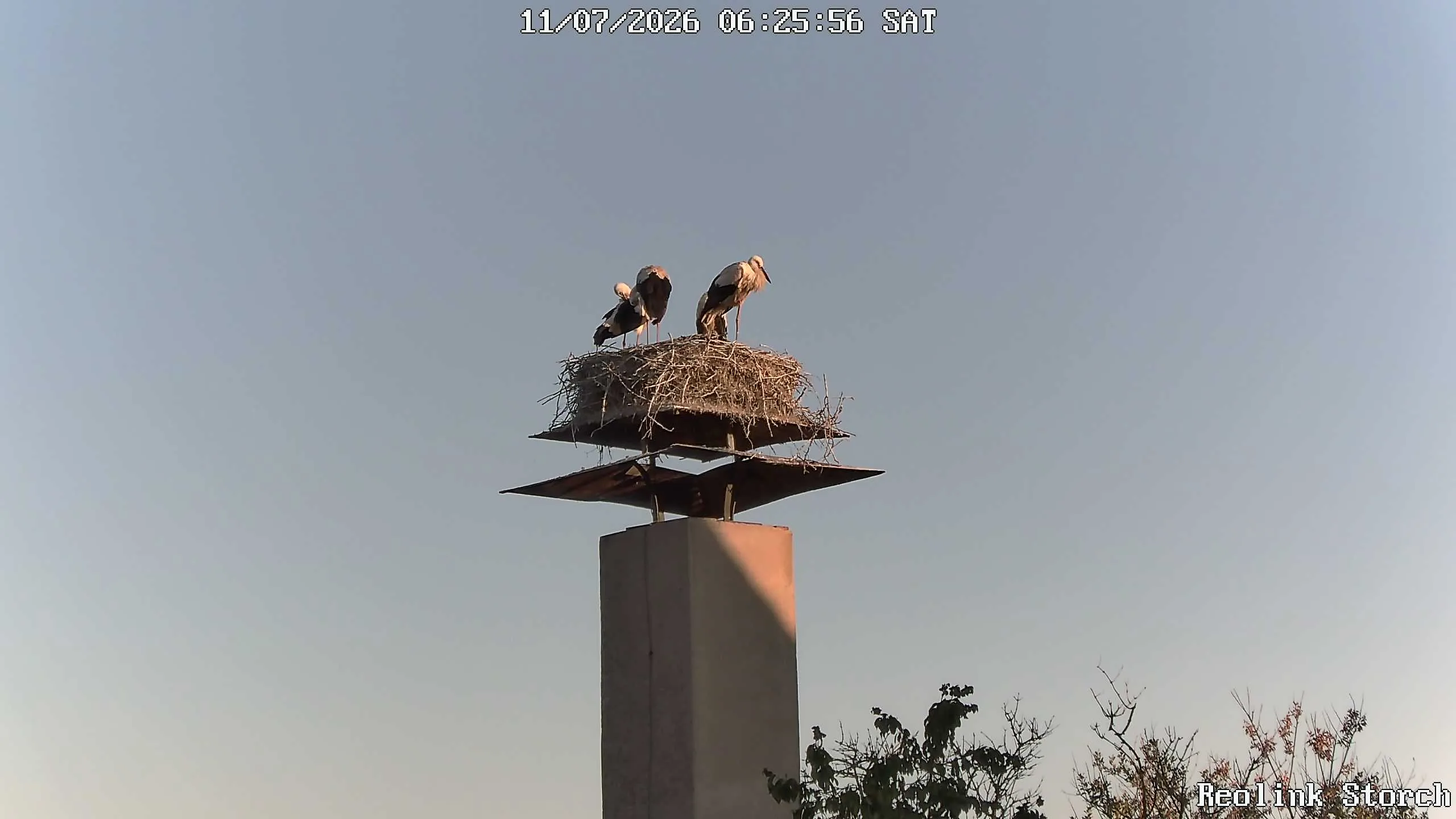 Storchencam Bild