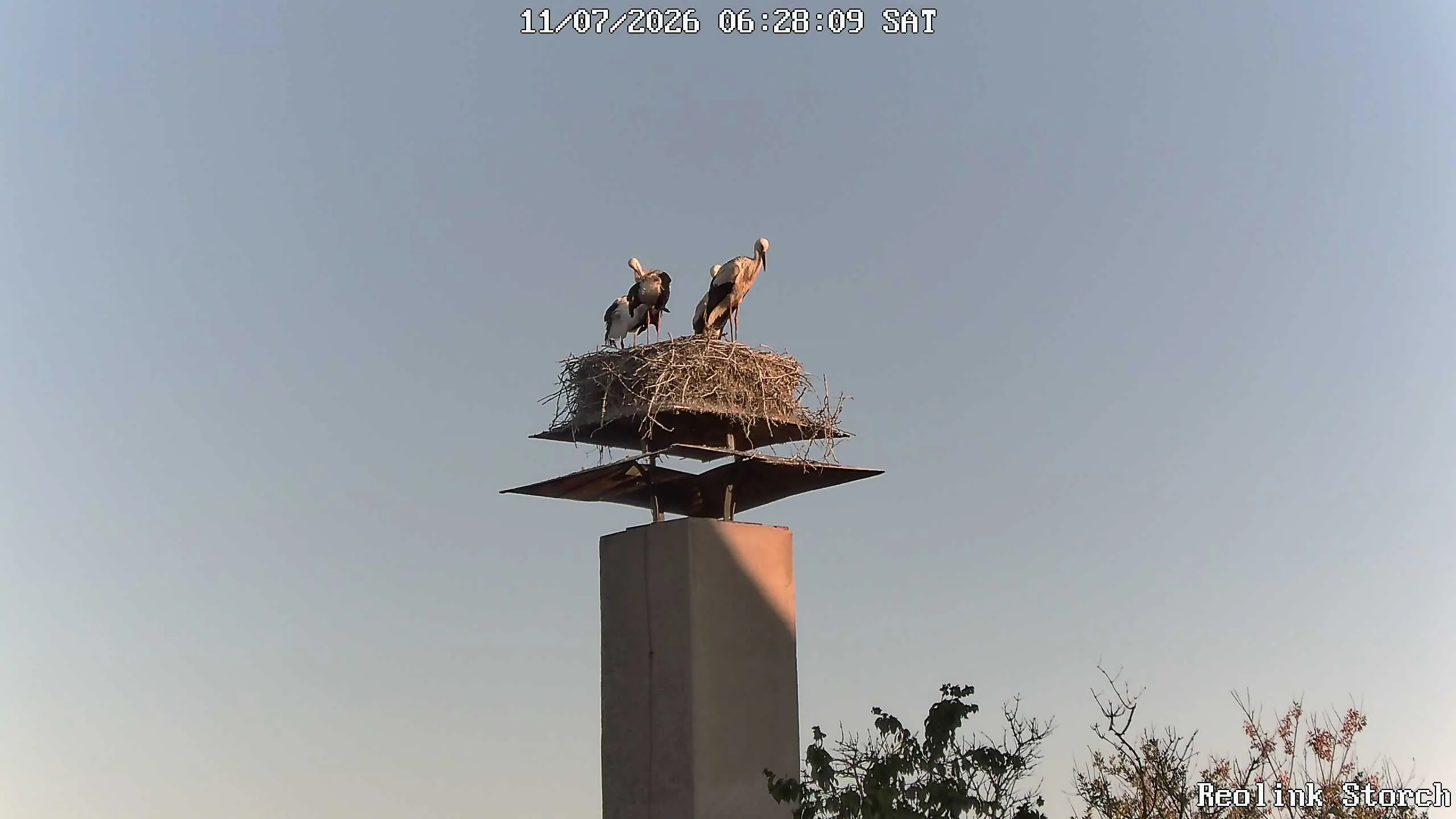 Storchencam Bild
