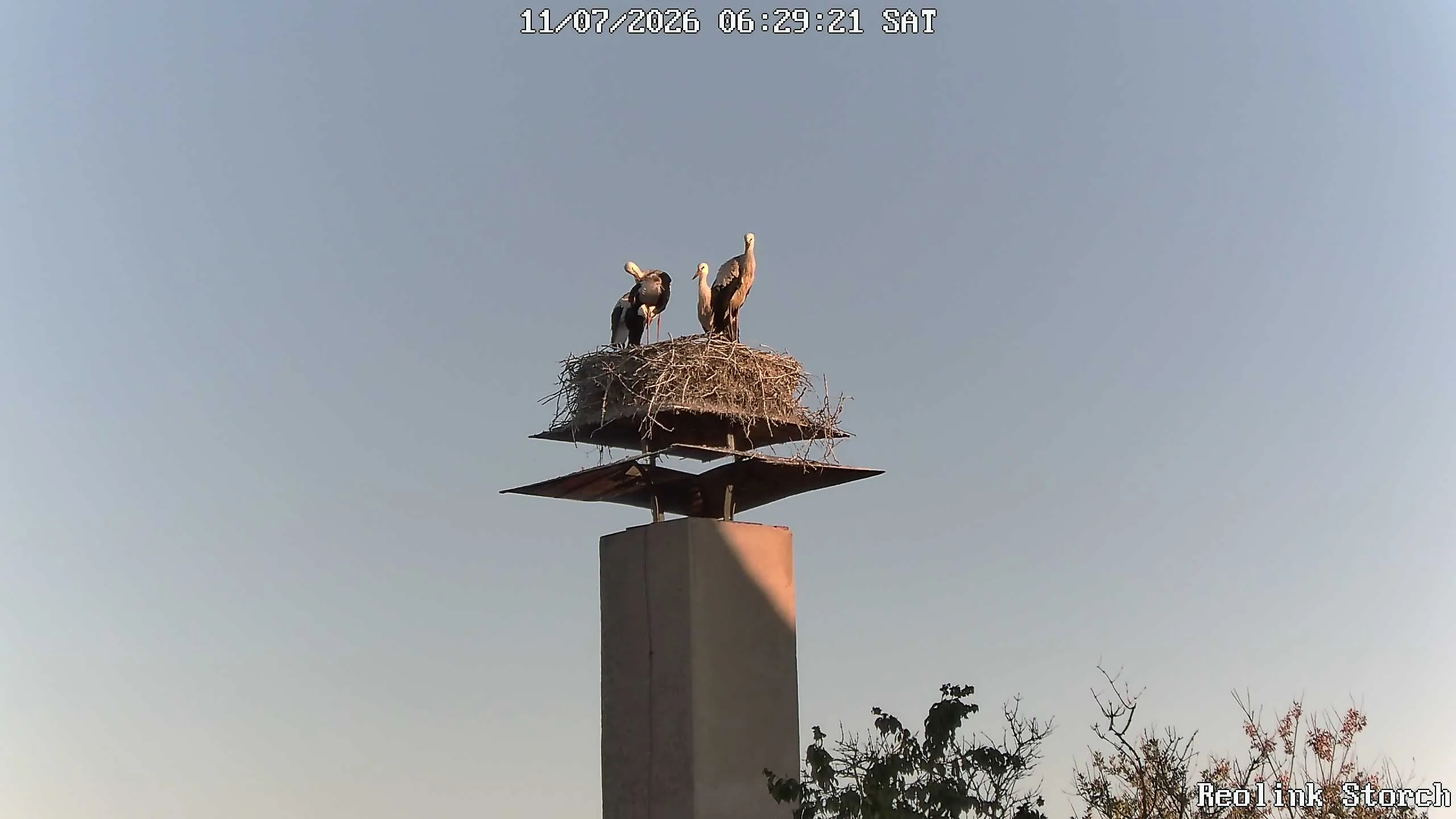 Storchencam Bild