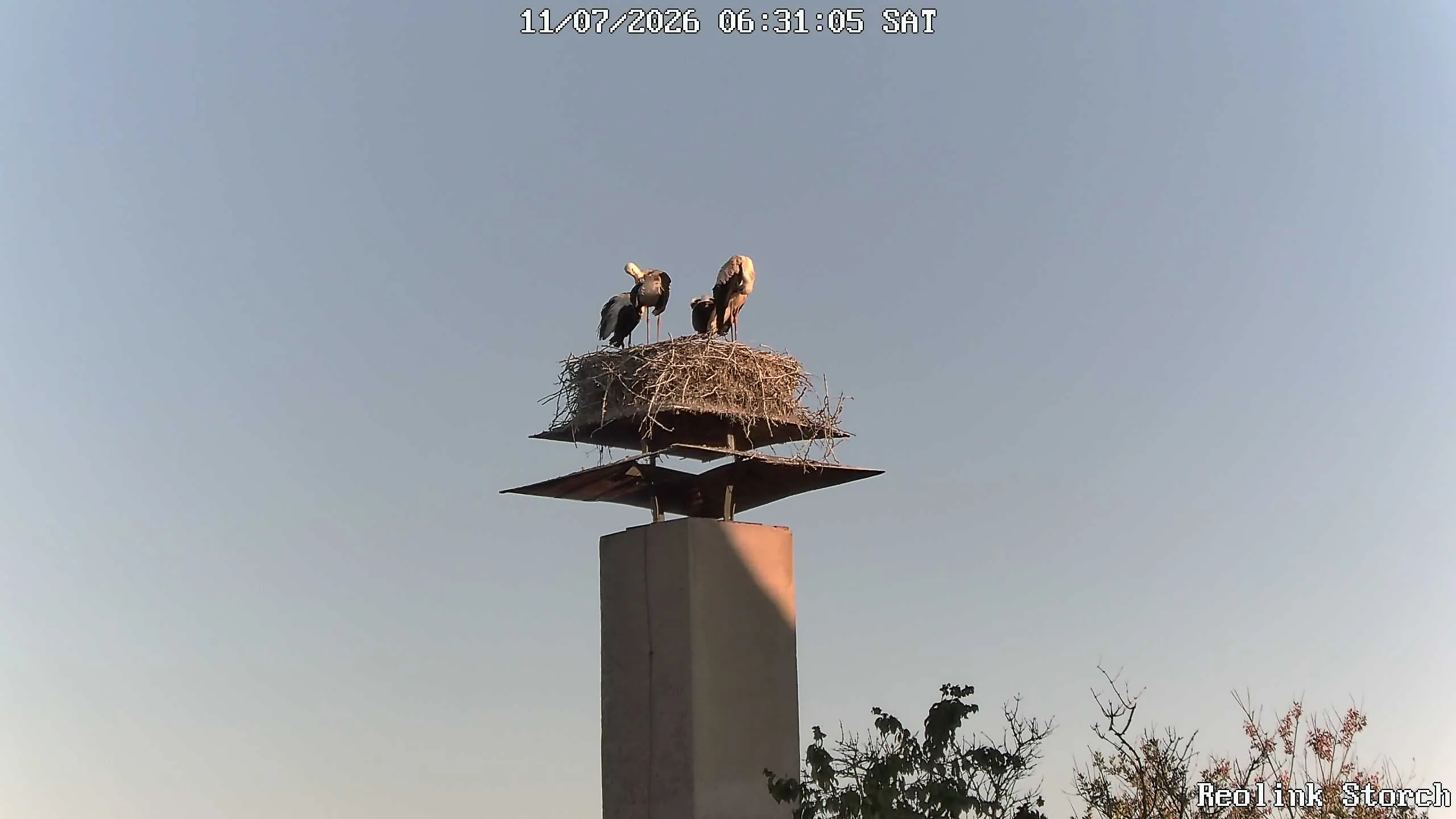 Storchencam Bild