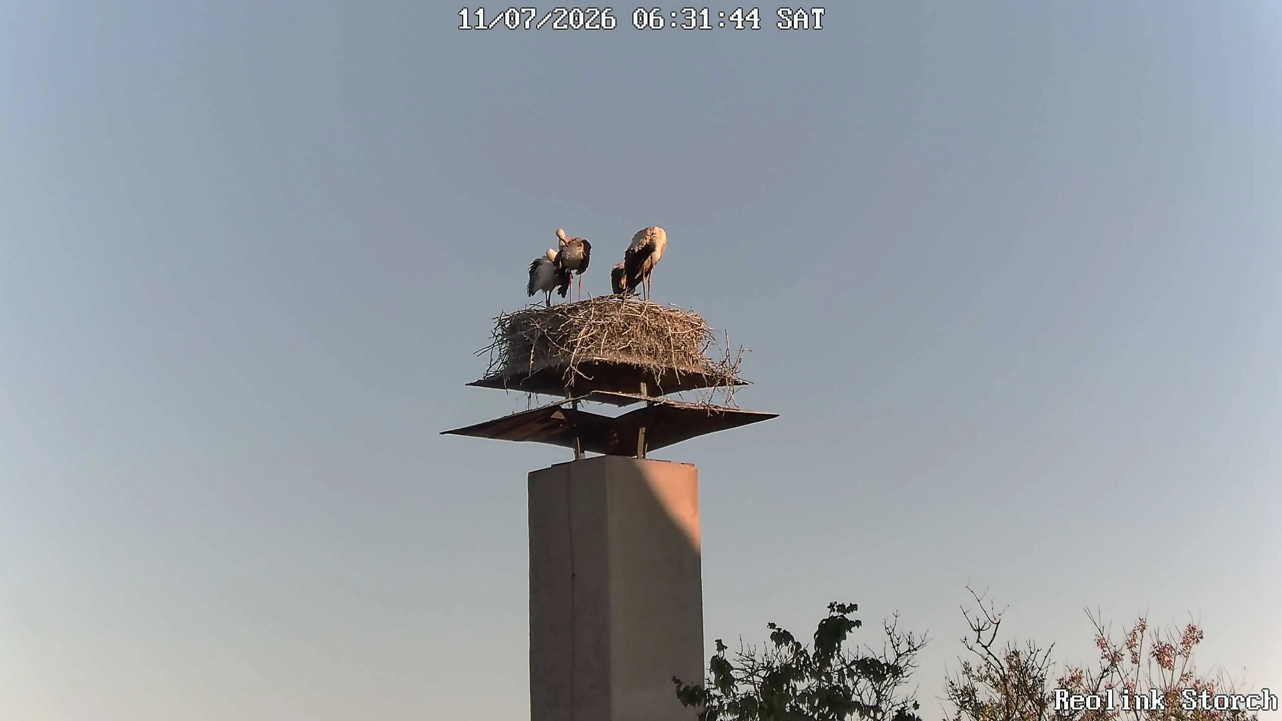 Storchencam Bild