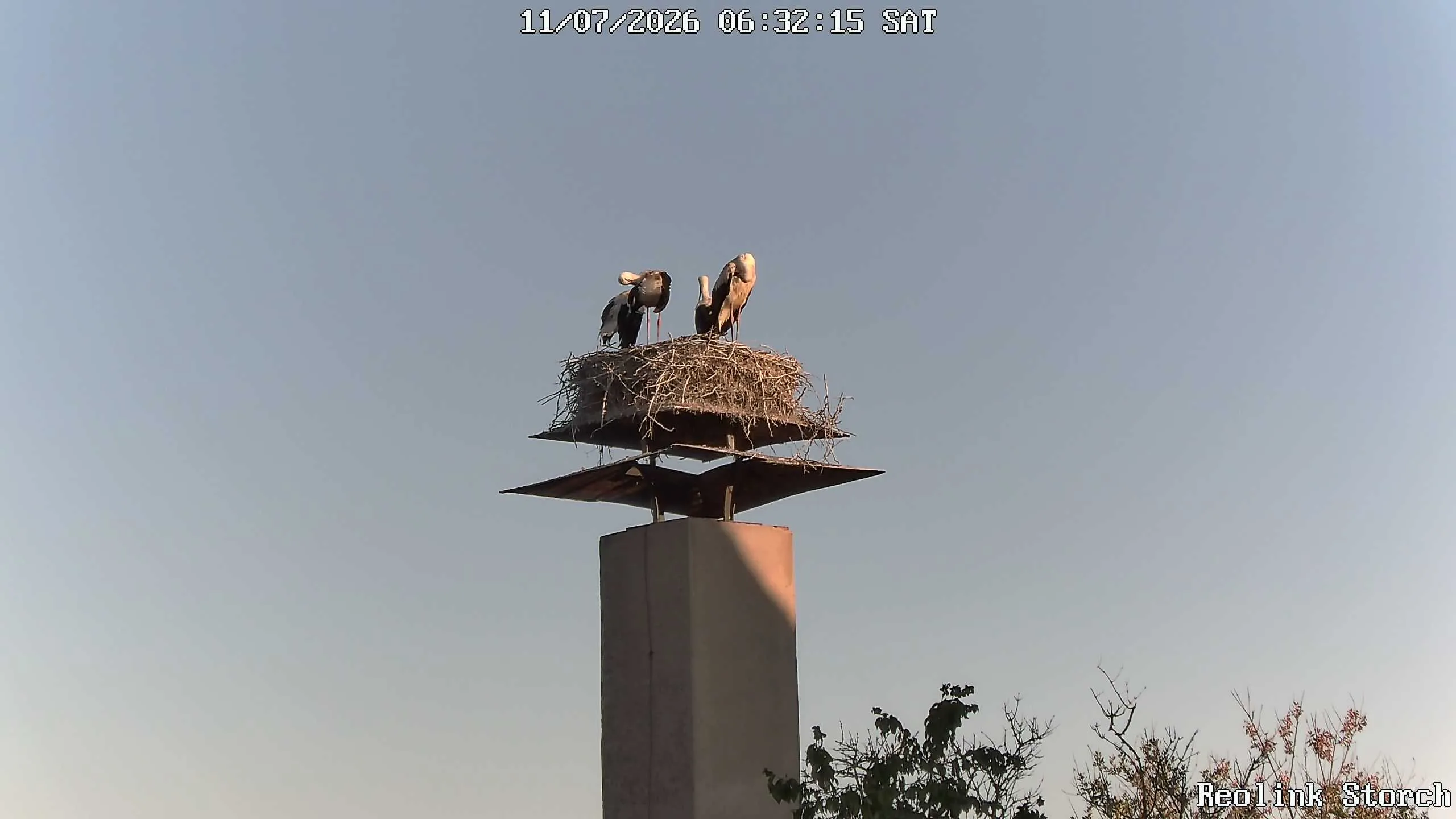 Storchencam Bild