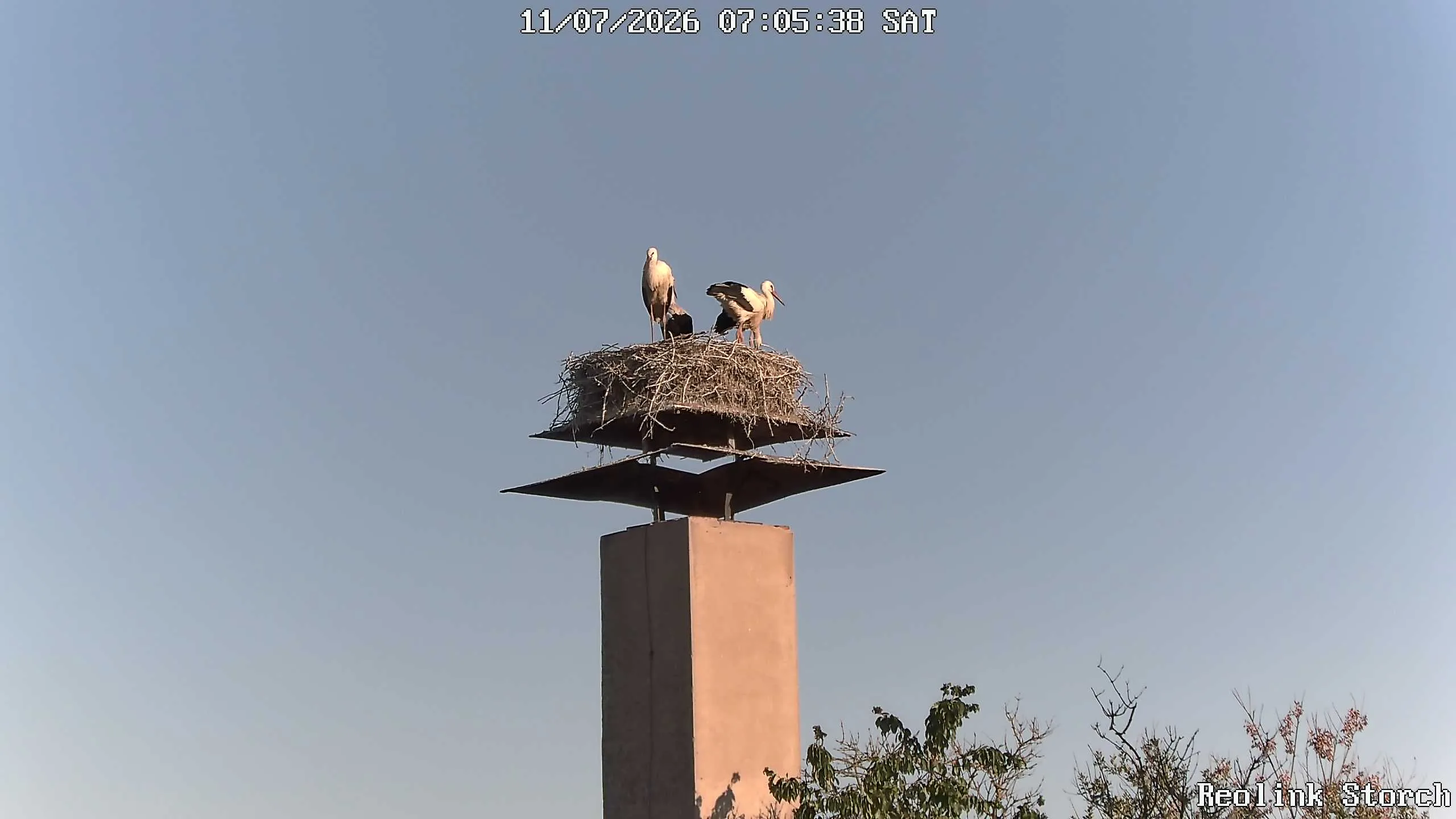 Storchencam Bild