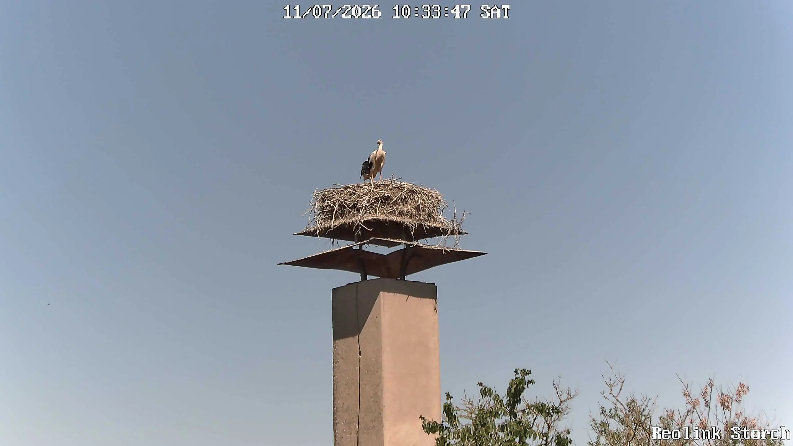 Storchencam Bild