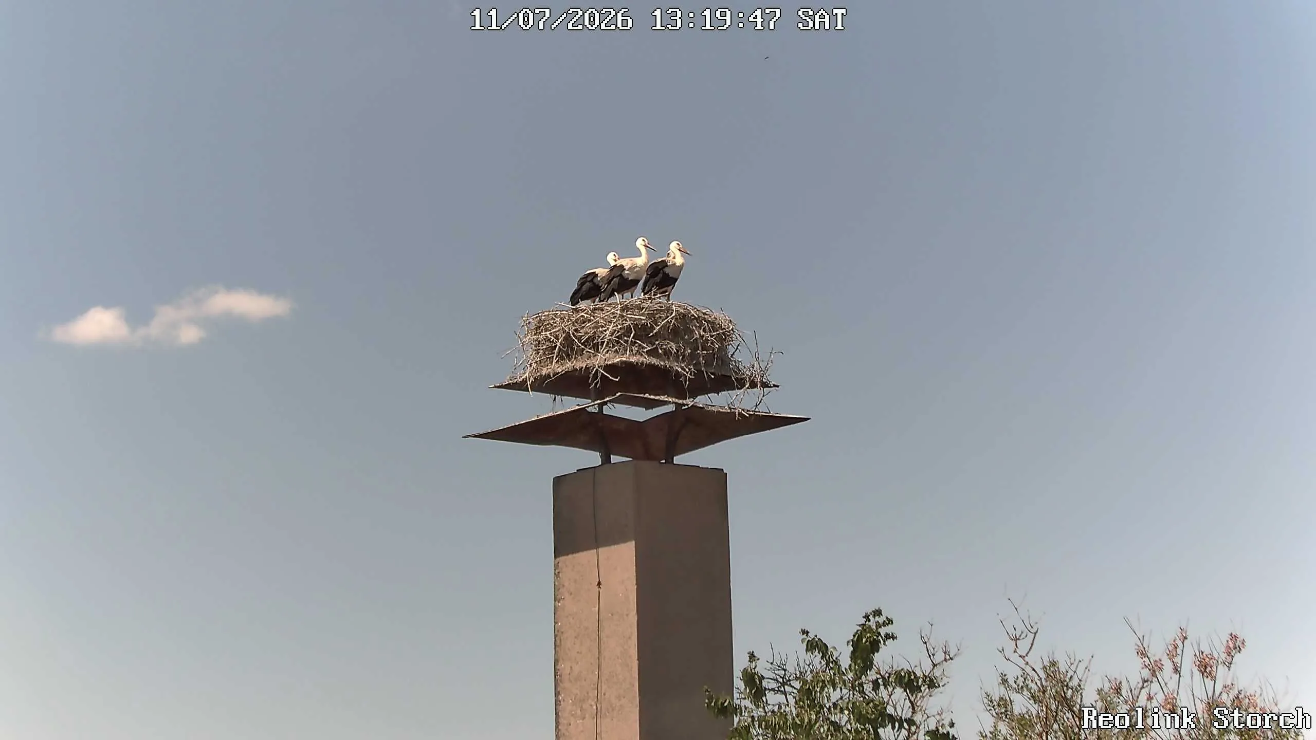 Storchencam Bild