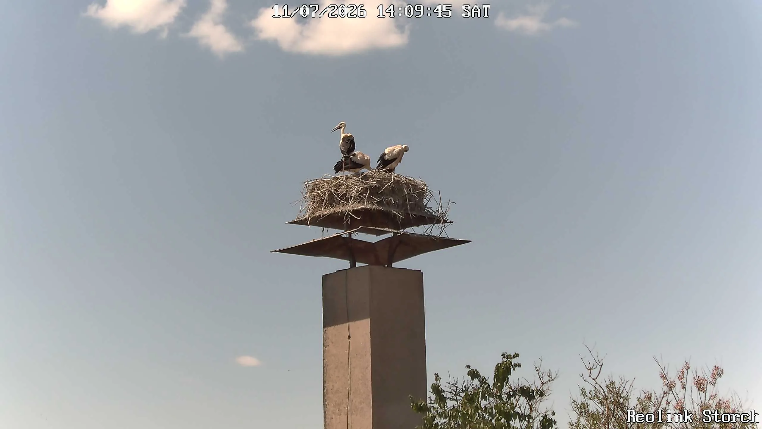 Storchencam Bild