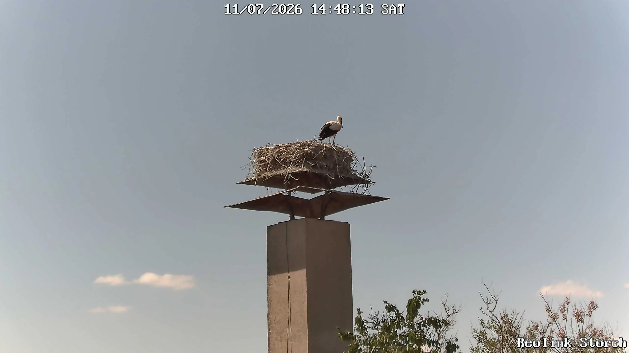 Storchencam Bild