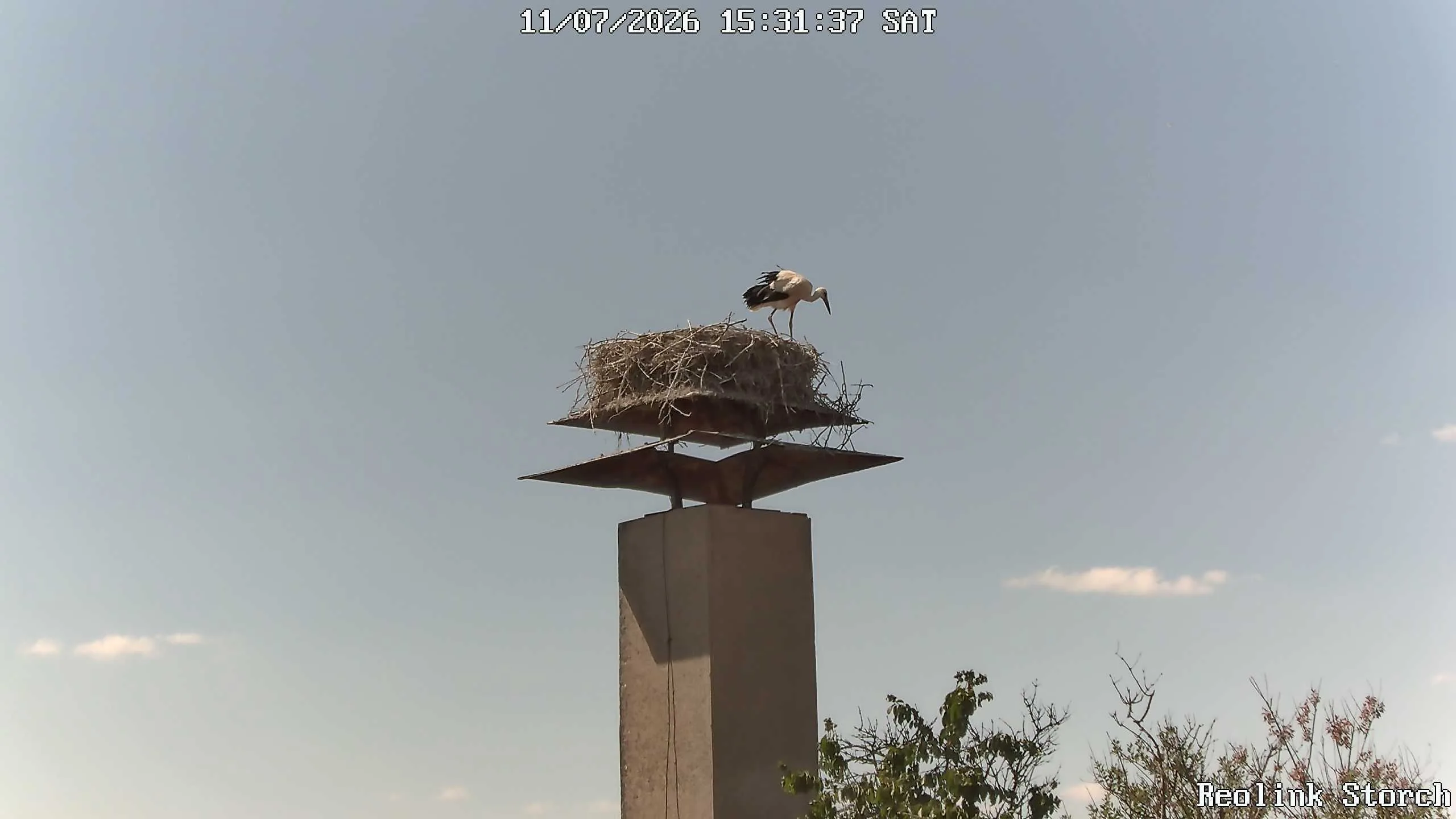 Storchencam Bild