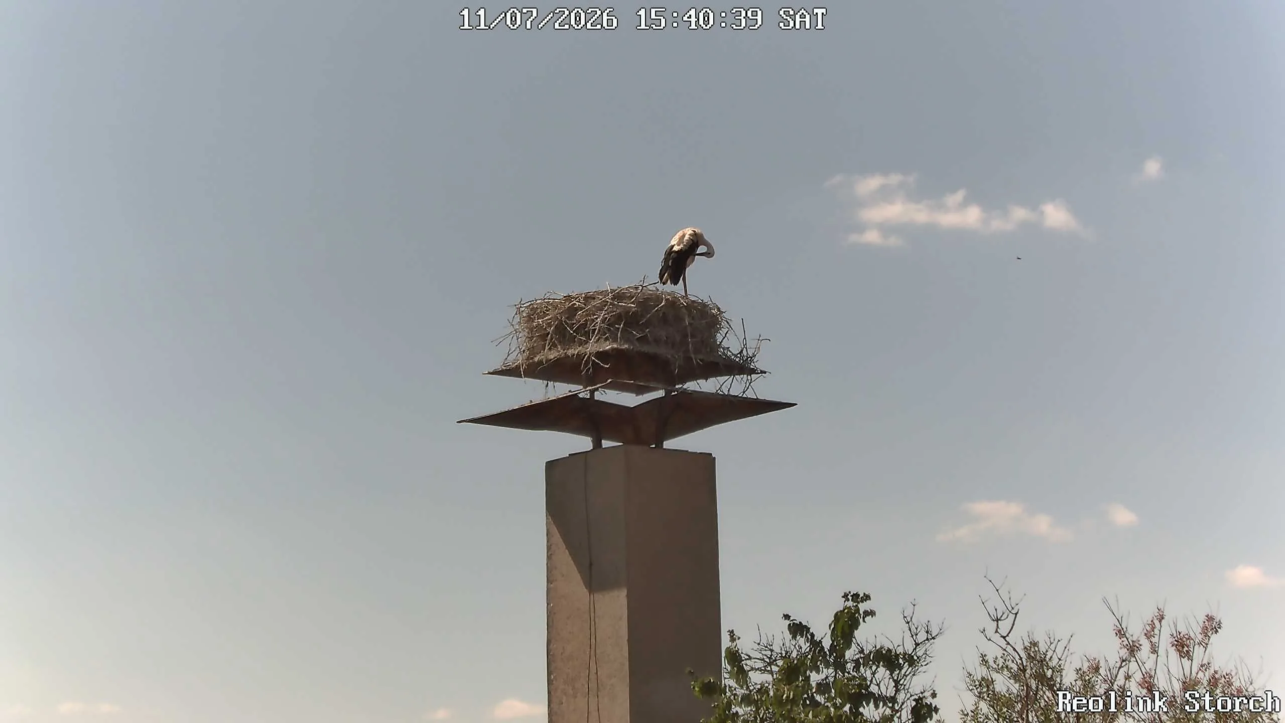 Storchencam Bild