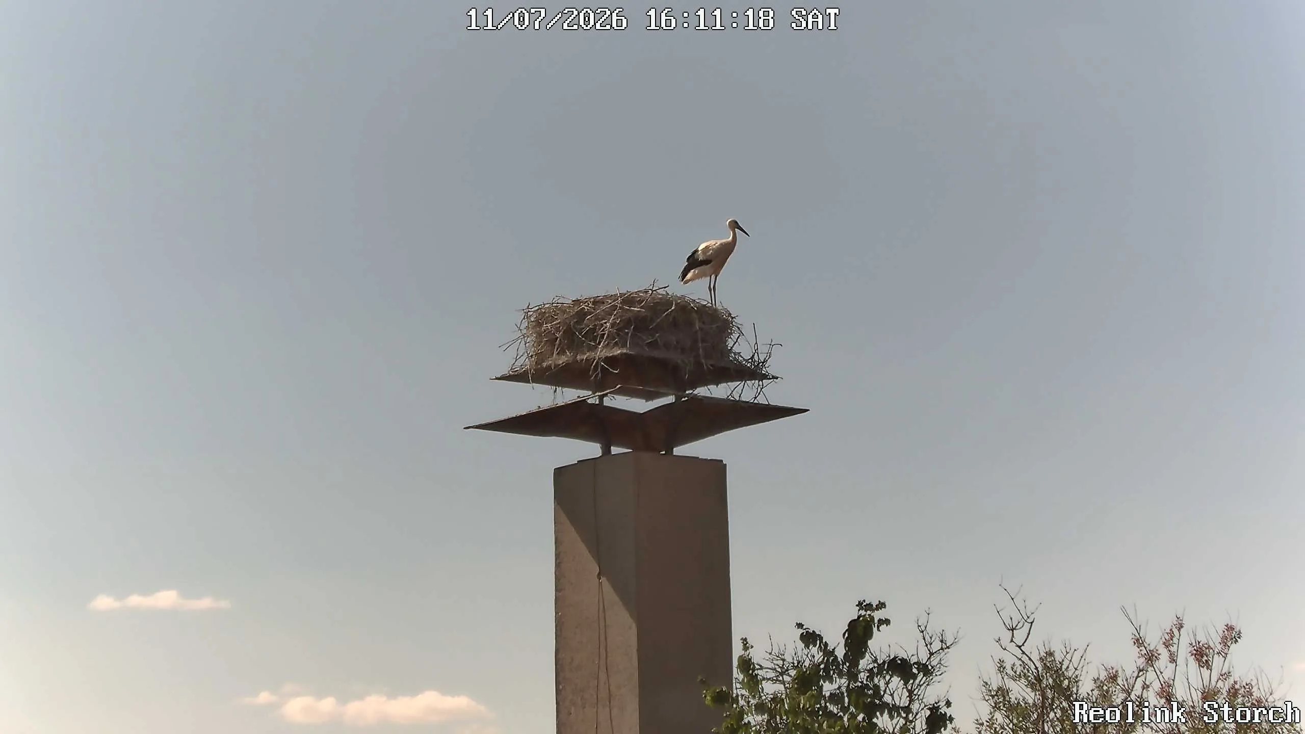 Storchencam Bild