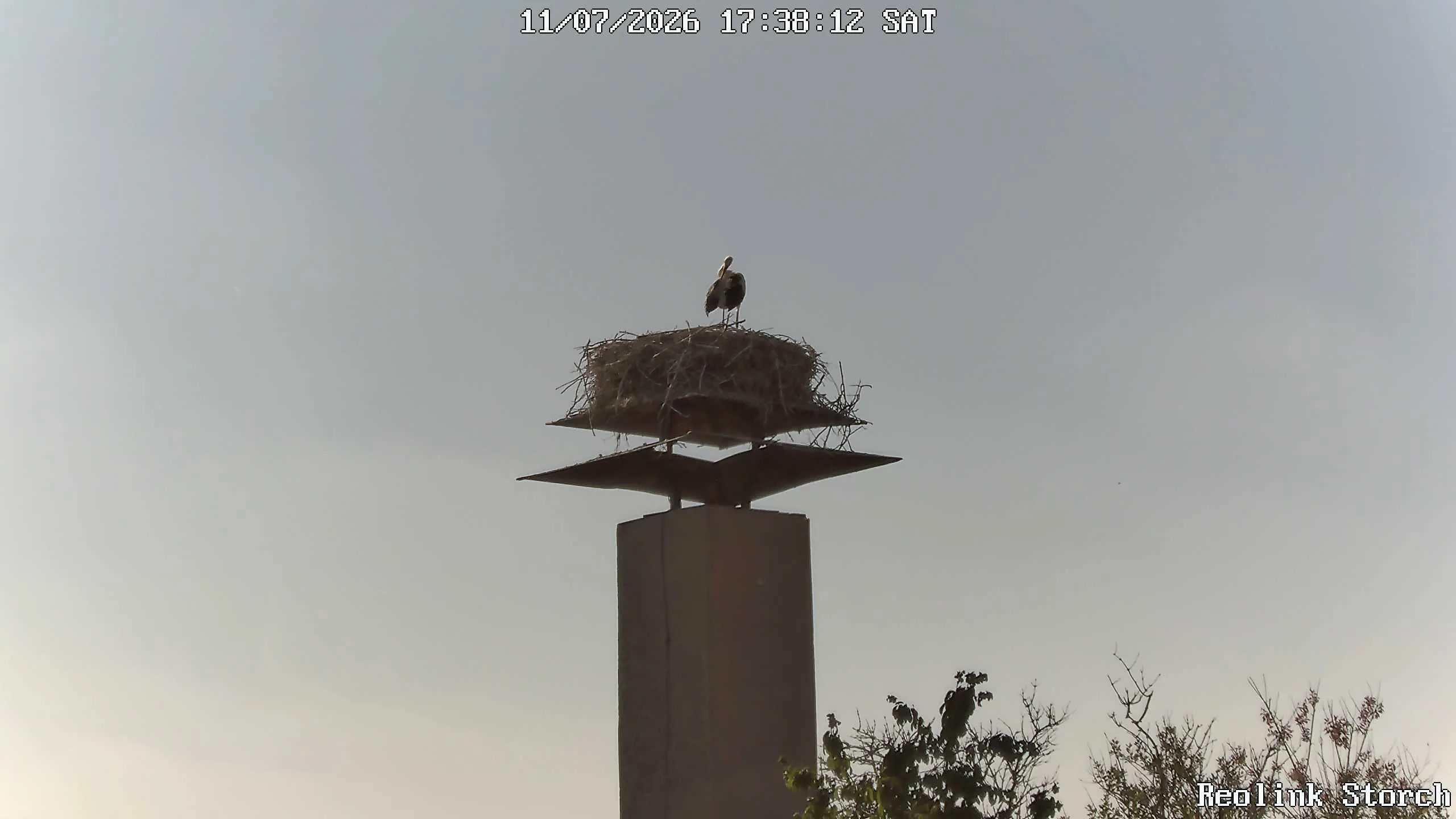 Storchencam Bild