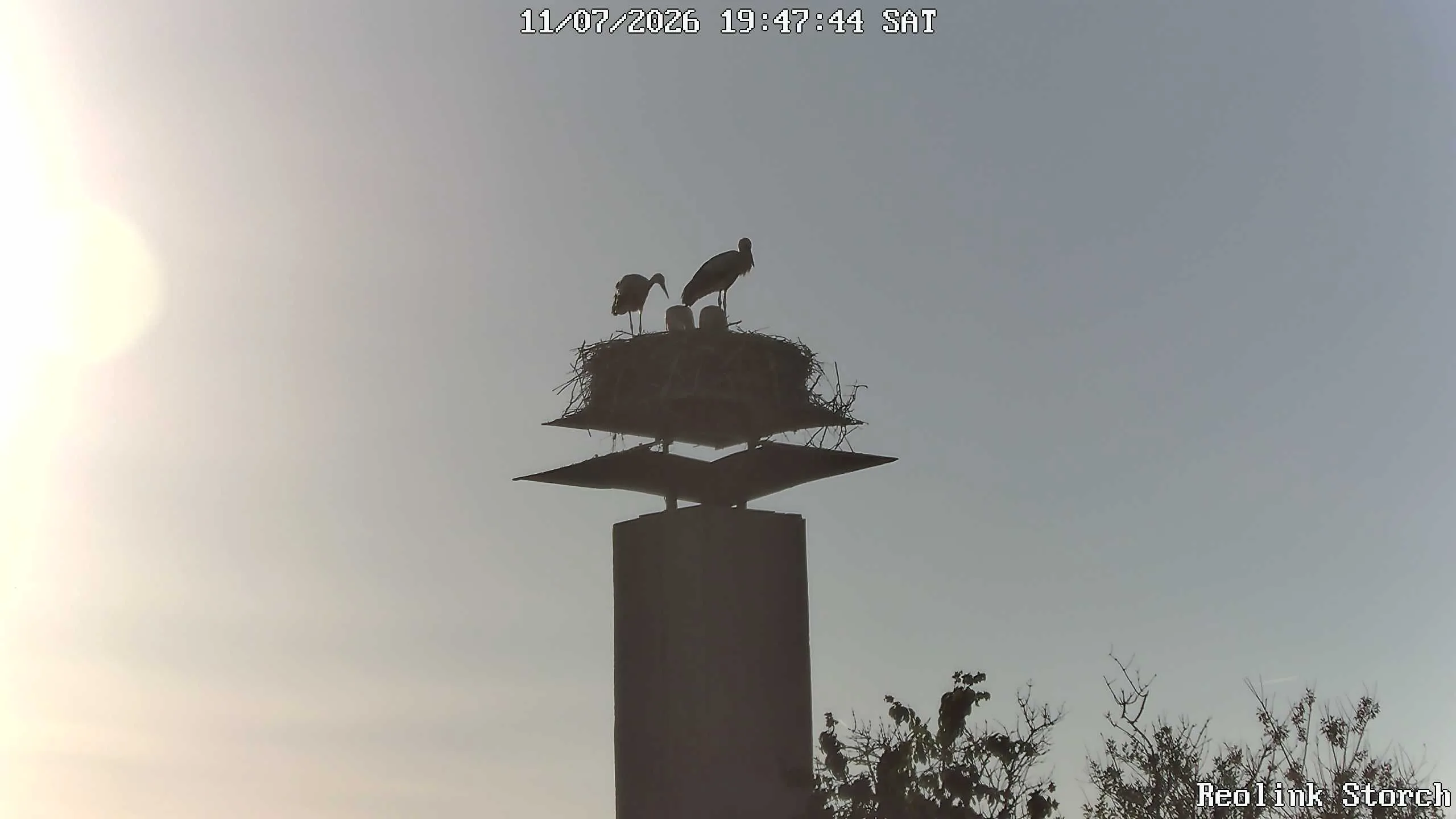 Storchencam Bild