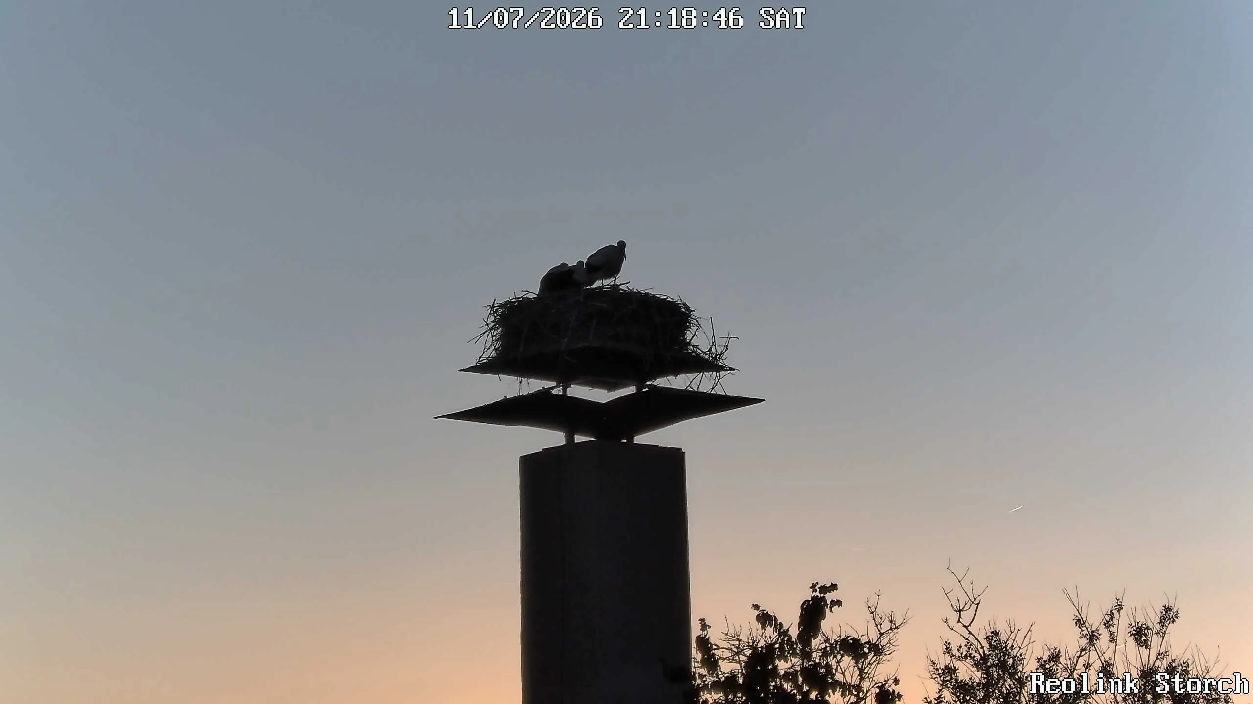 Storchencam Bild