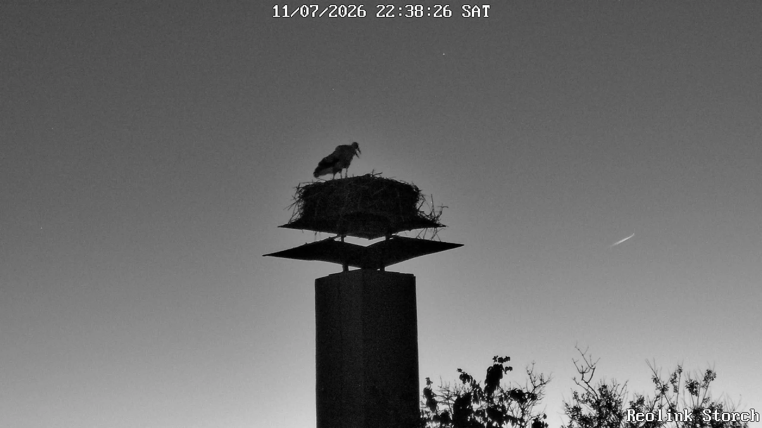 Storchencam Bild