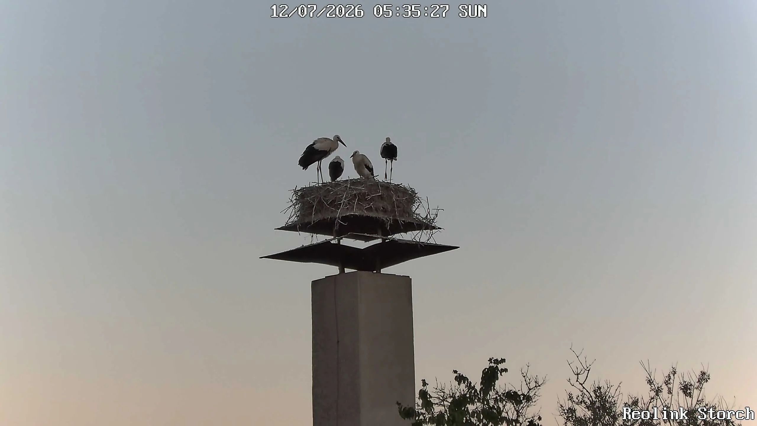 Storchencam Bild