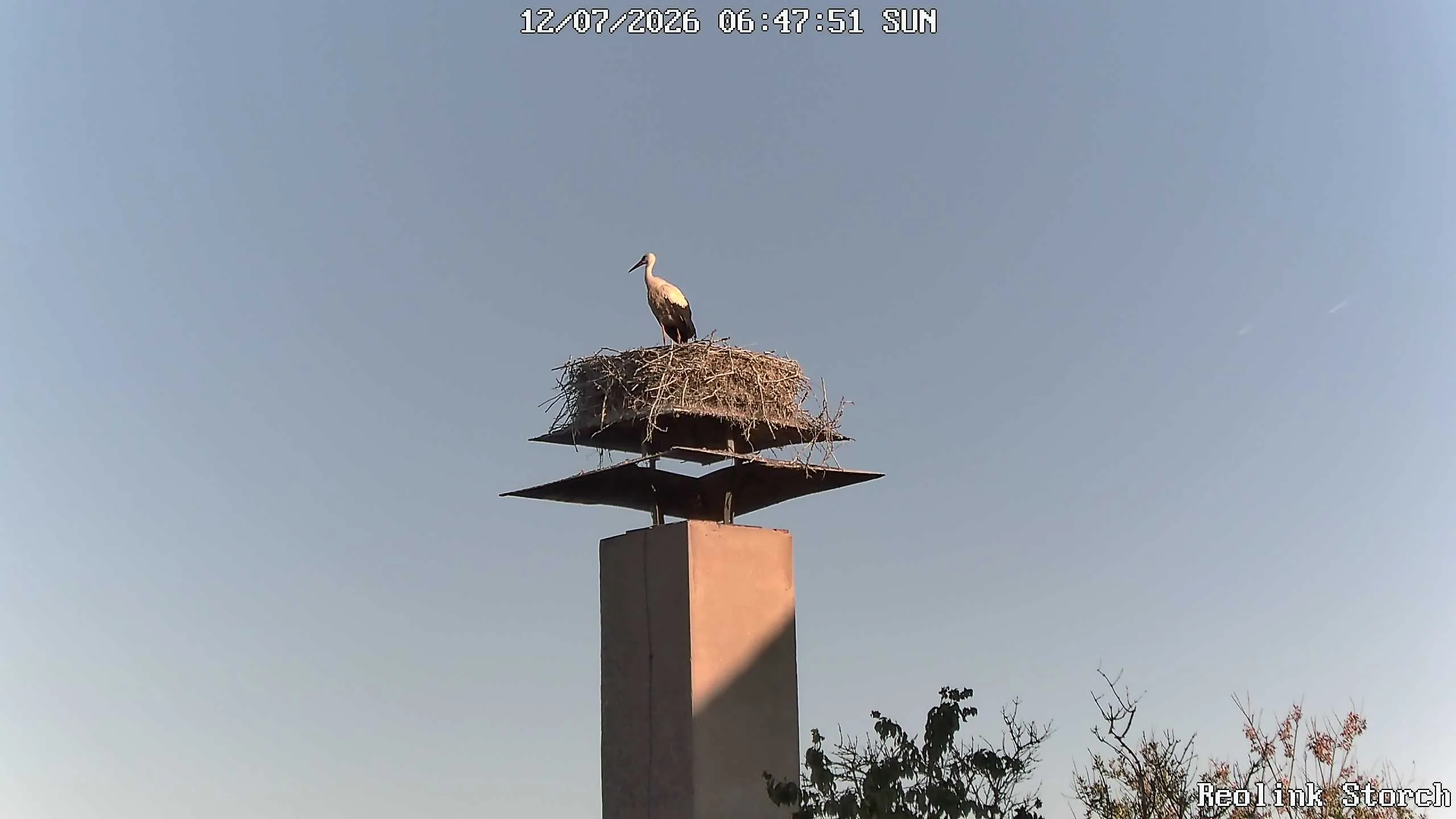 Storchencam Bild
