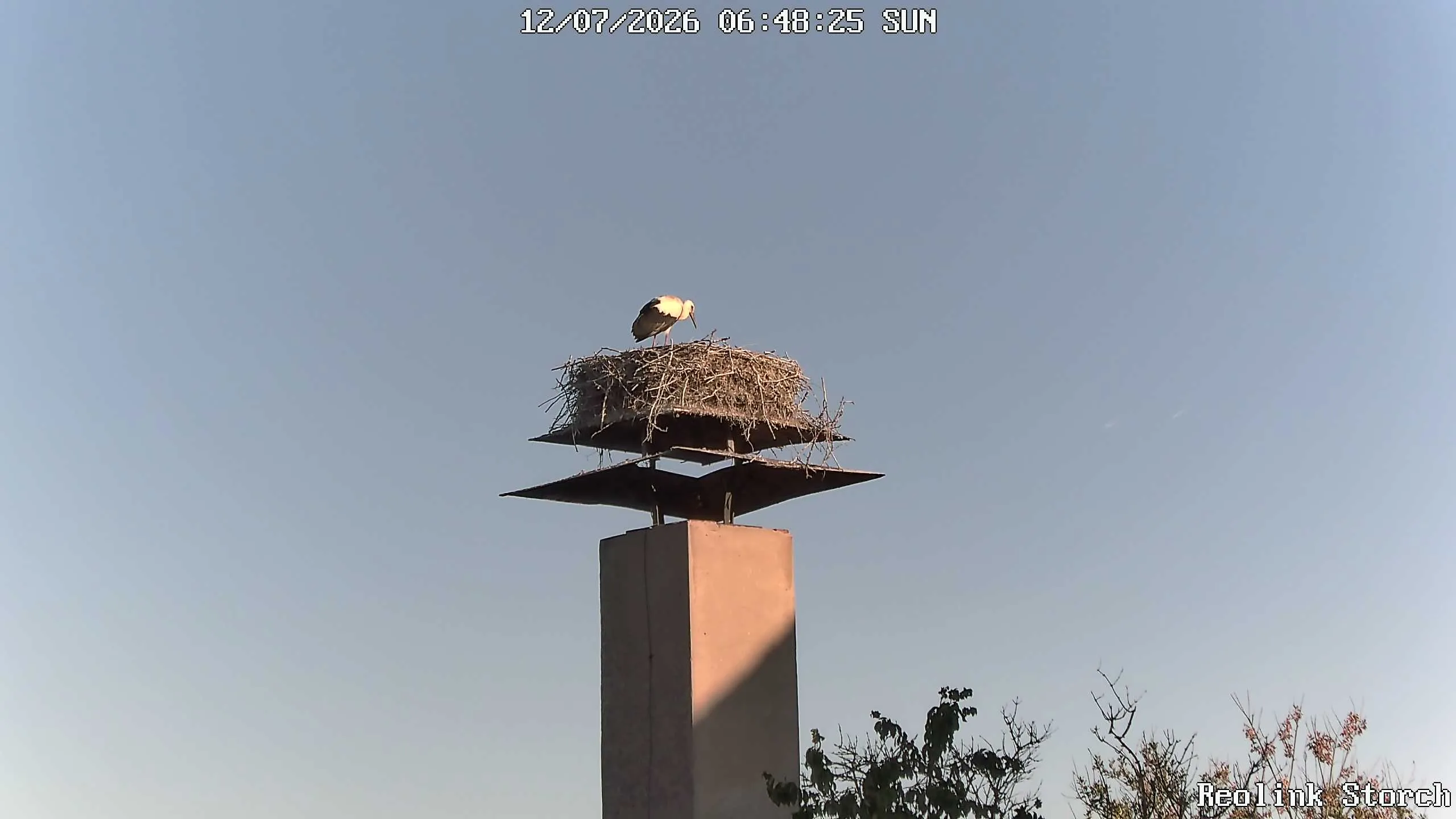 Storchencam Bild