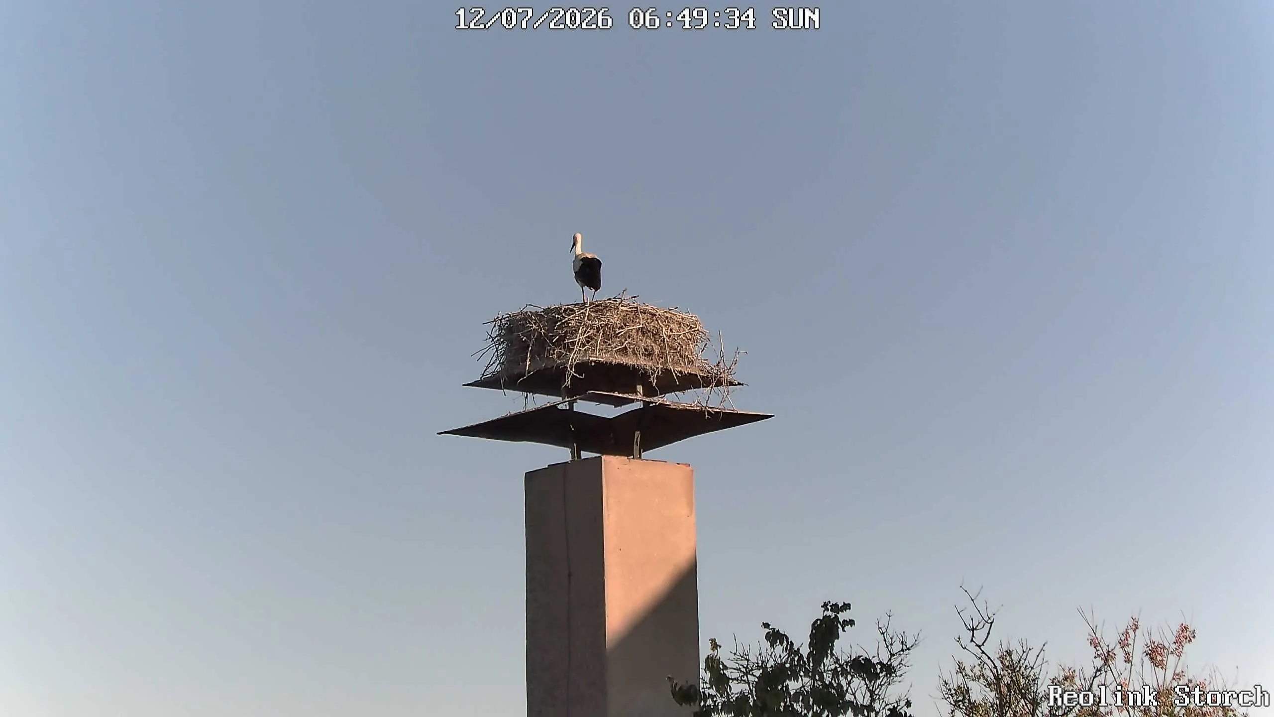 Storchencam Bild
