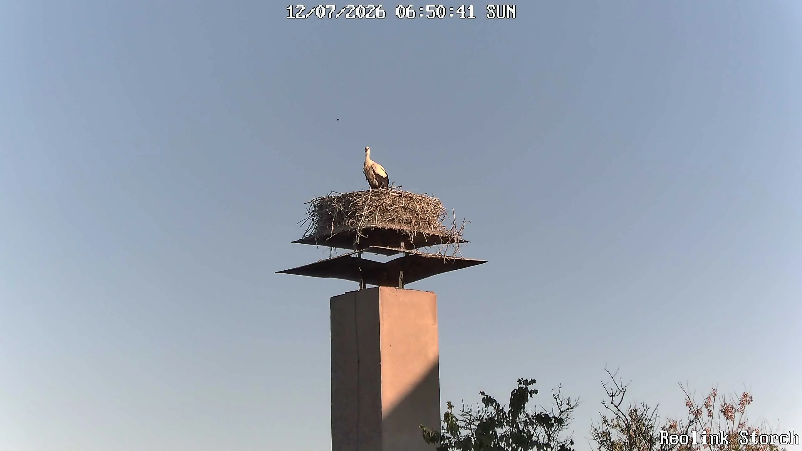 Storchencam Bild