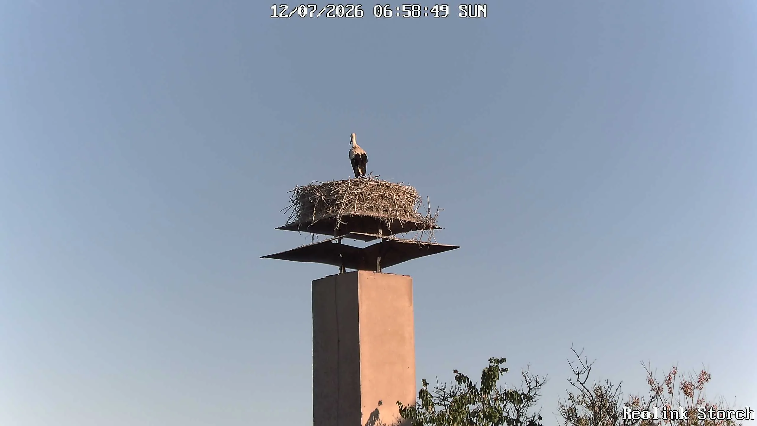 Storchencam Bild