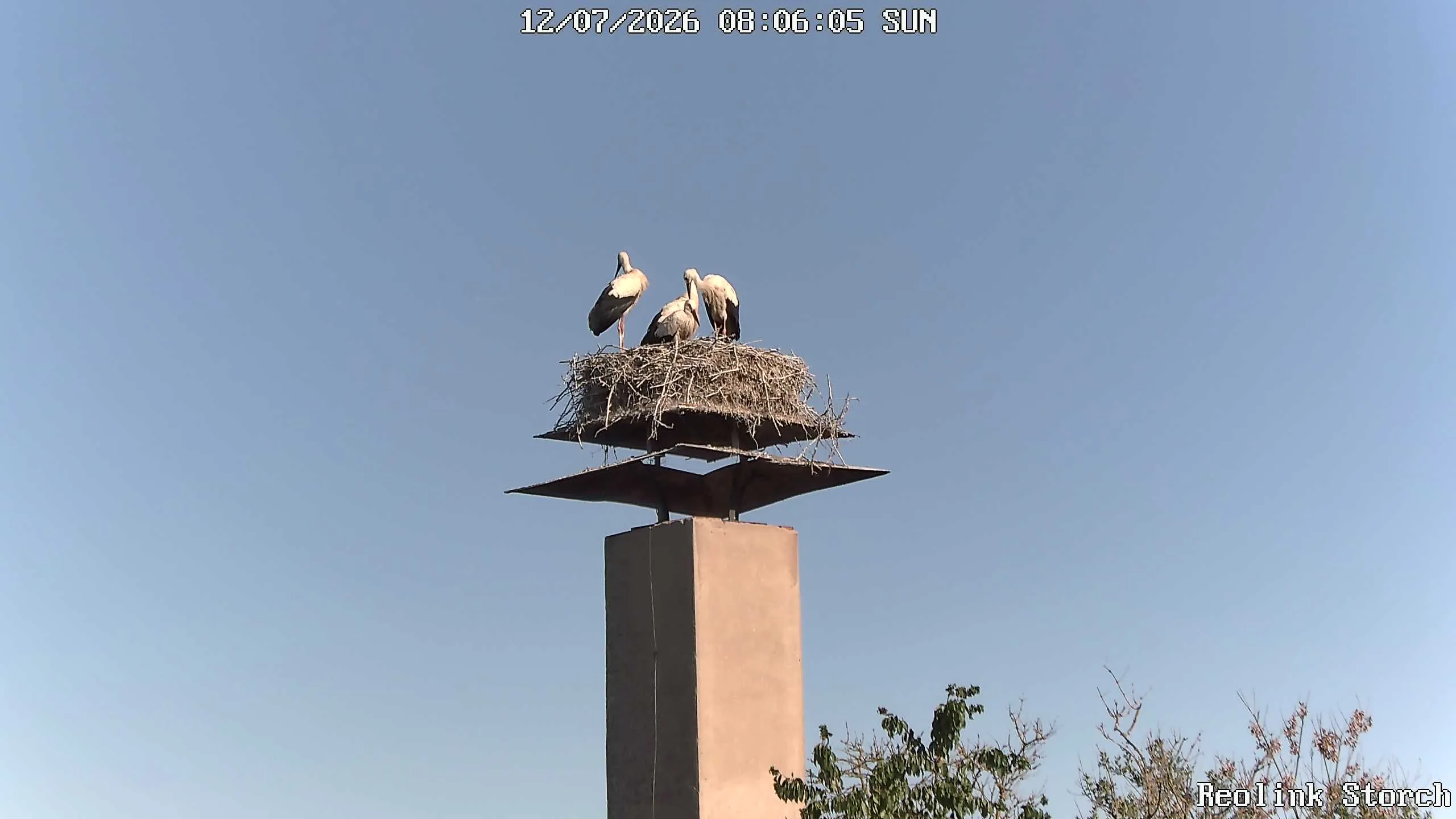 Storchencam Bild