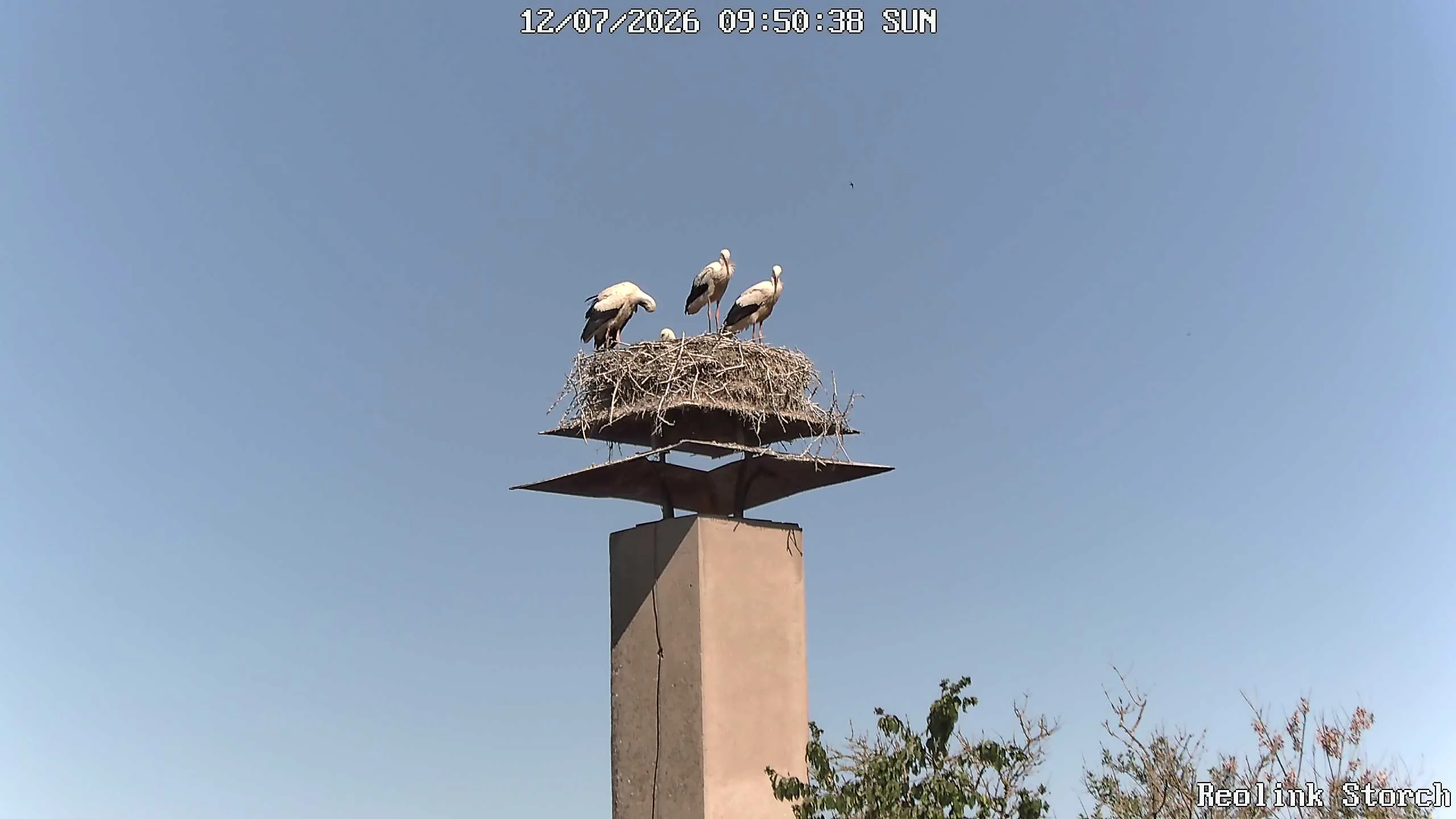 Storchencam Bild
