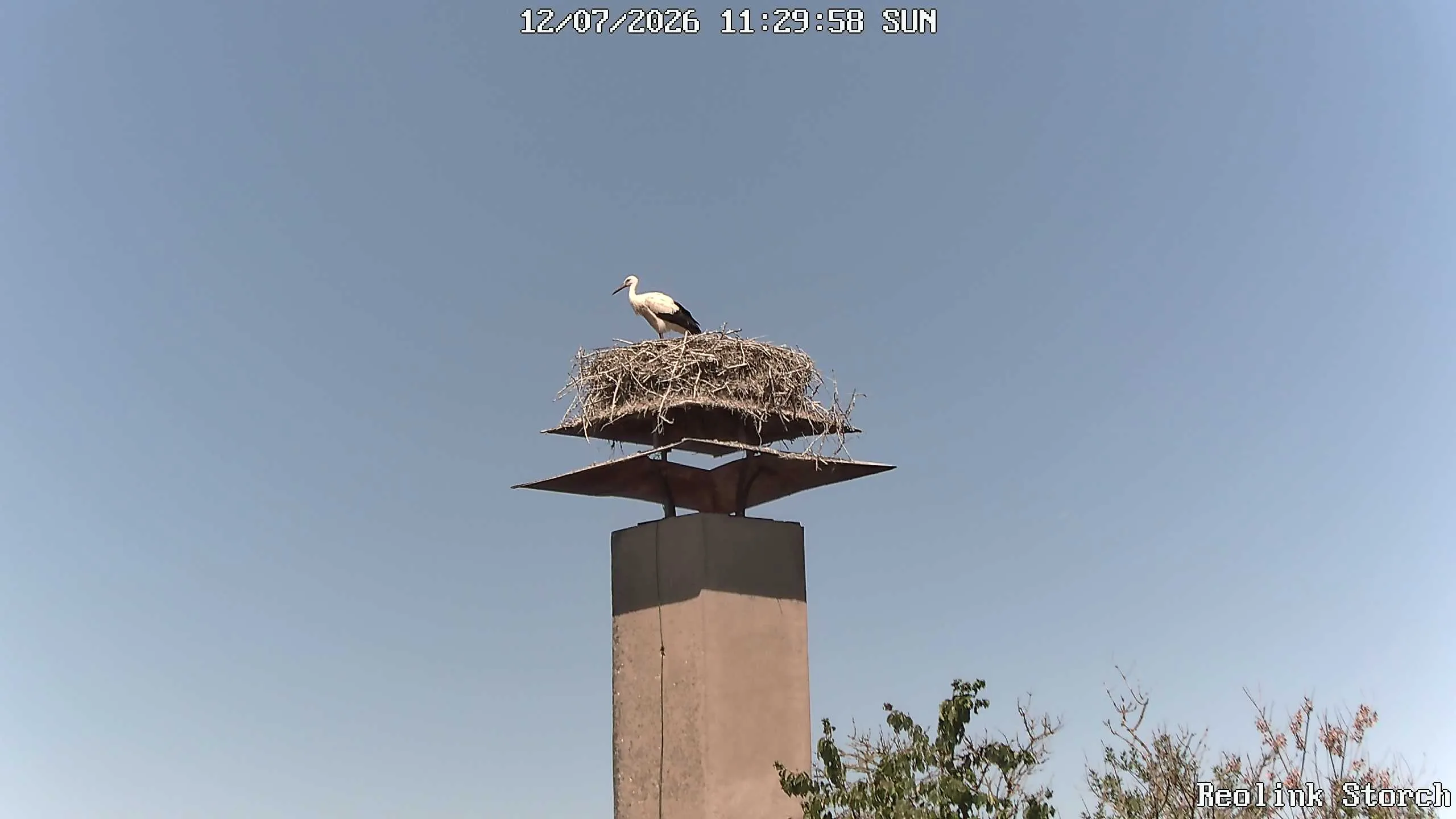 Storchencam Bild