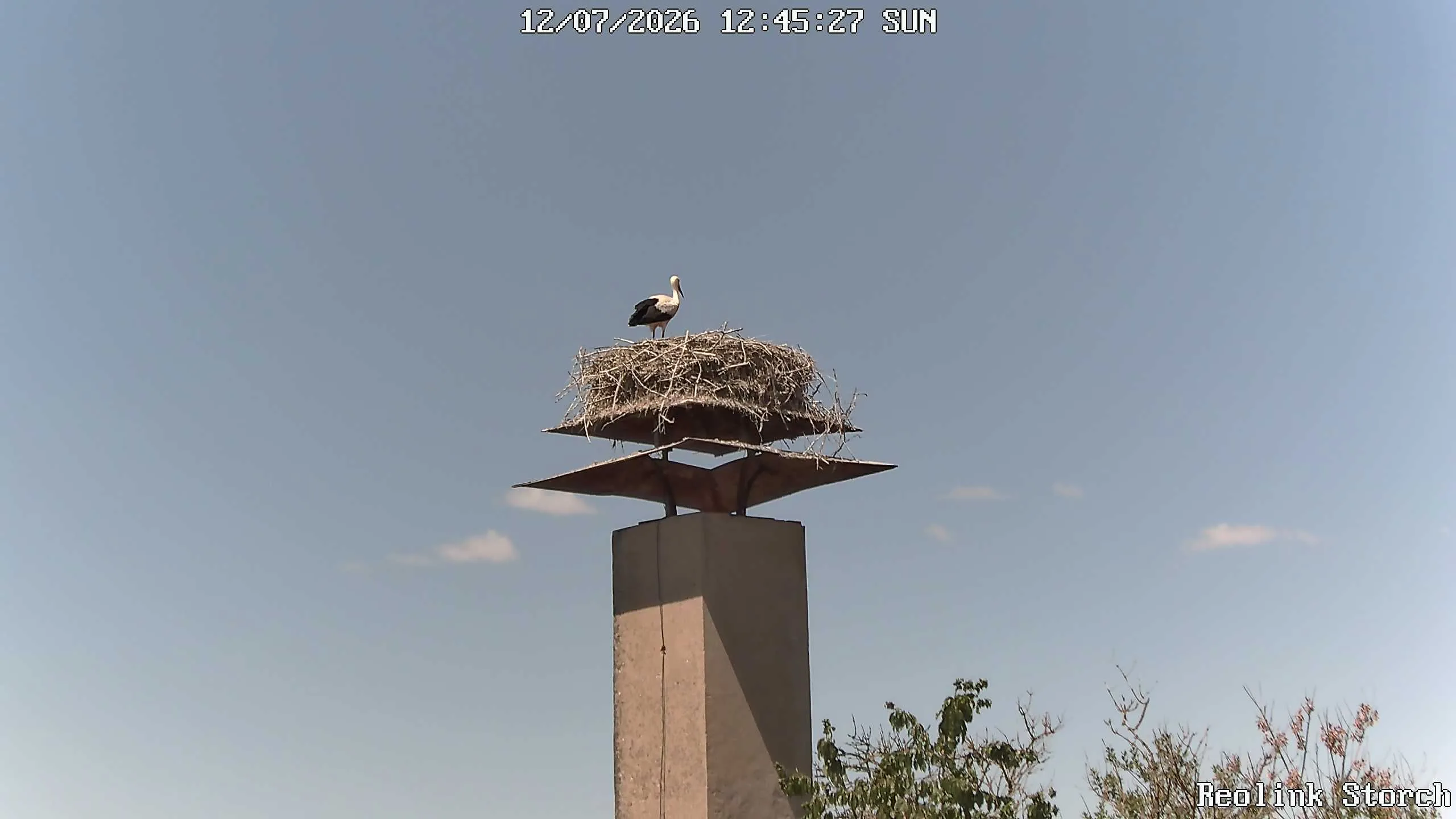Storchencam Bild