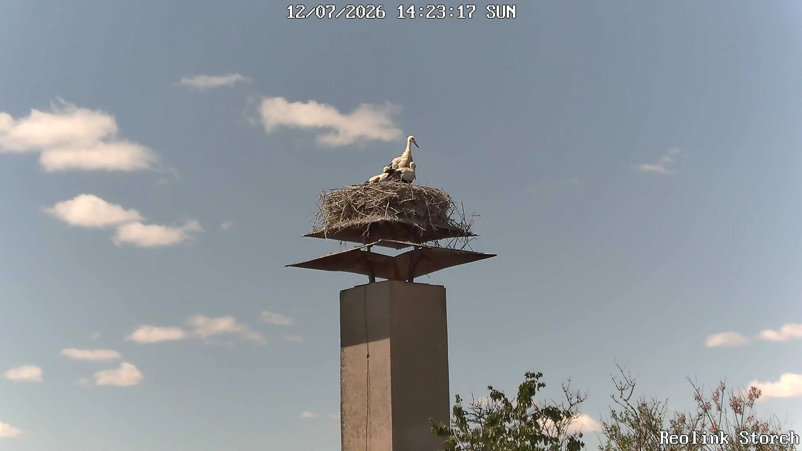 Storchencam Bild