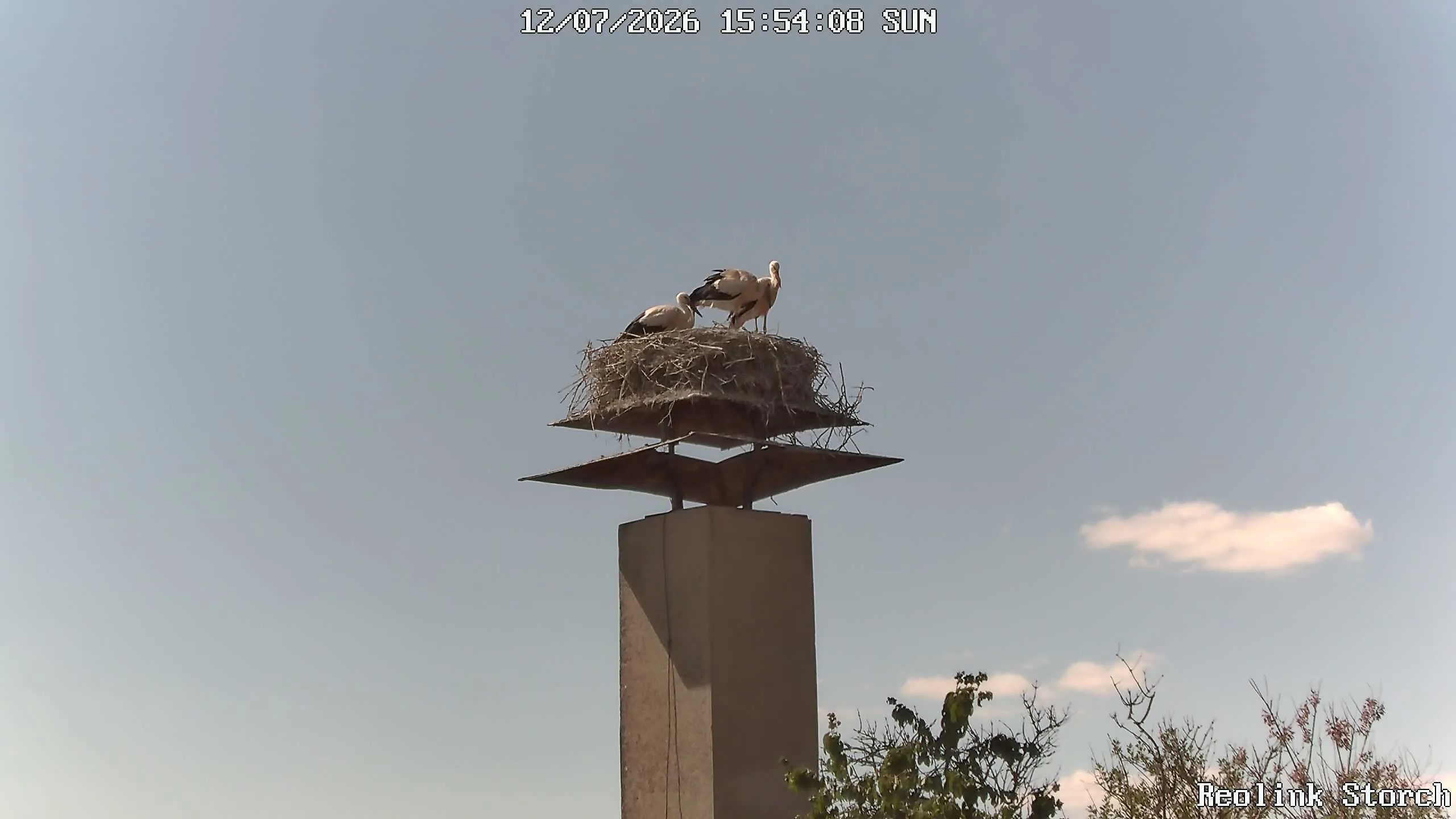 Storchencam Bild