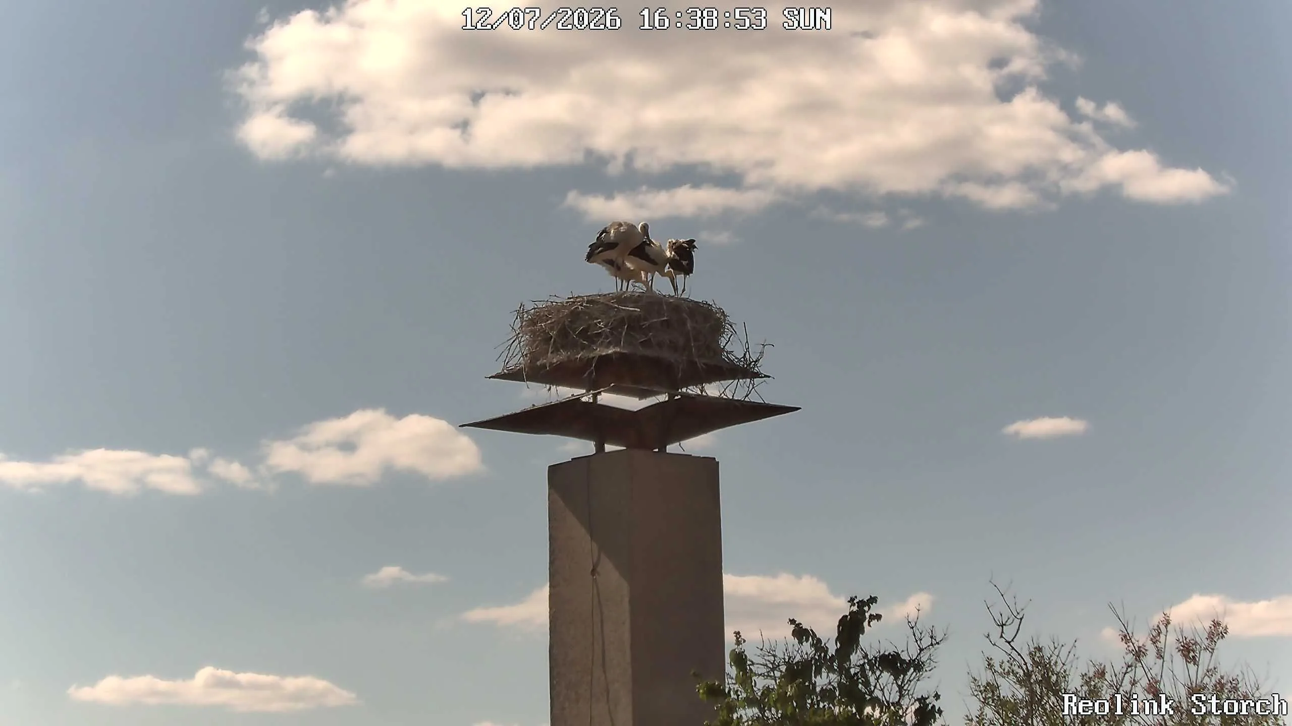 Storchencam Bild