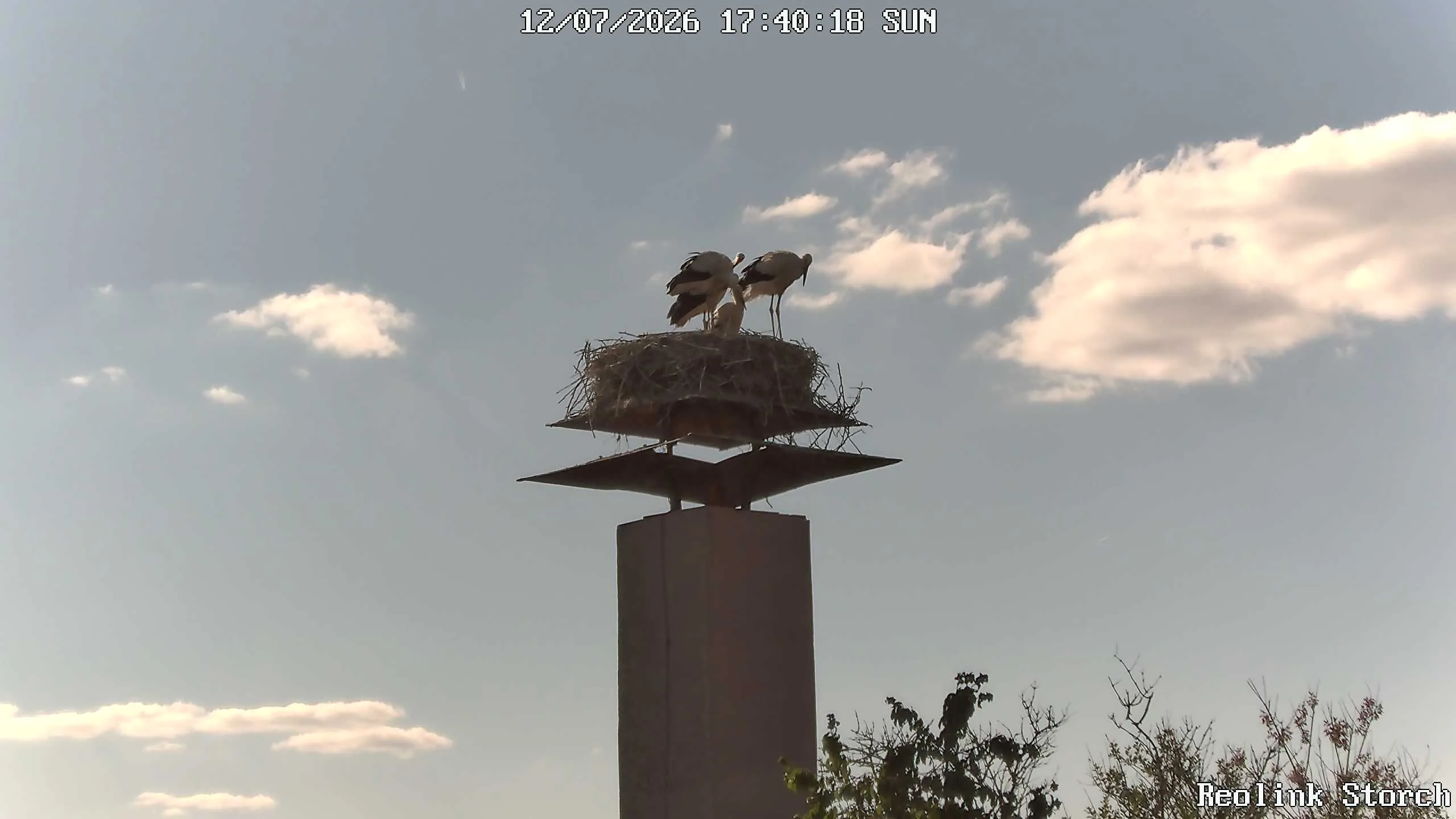 Storchencam Bild