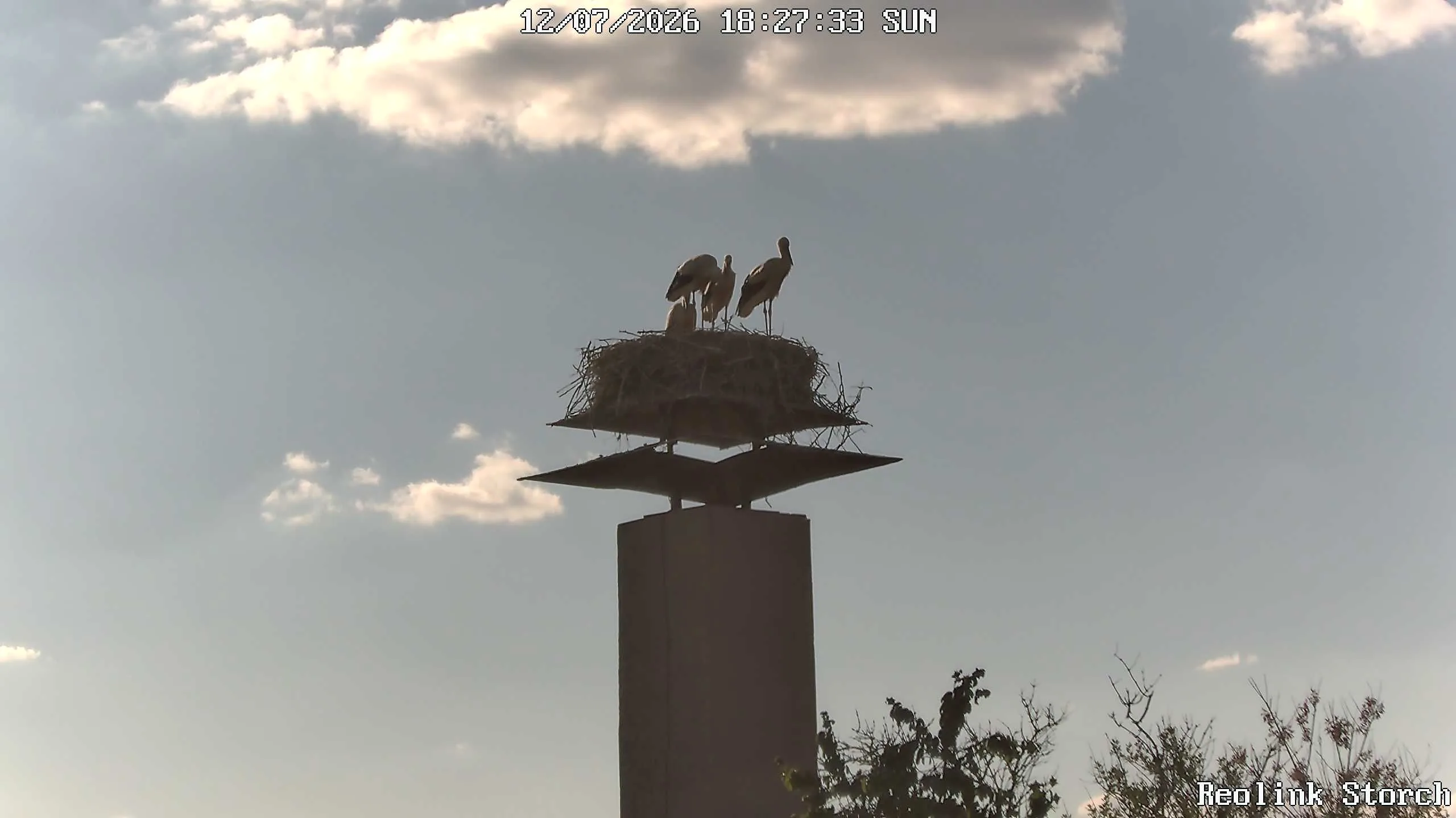 Storchencam Bild