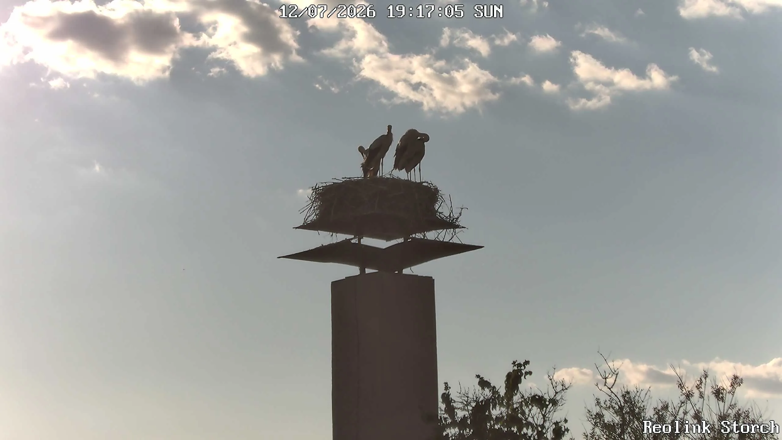 Storchencam Bild