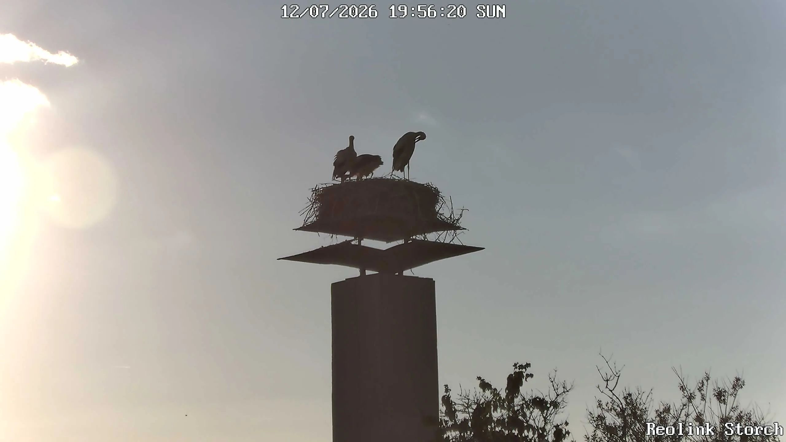 Storchencam Bild