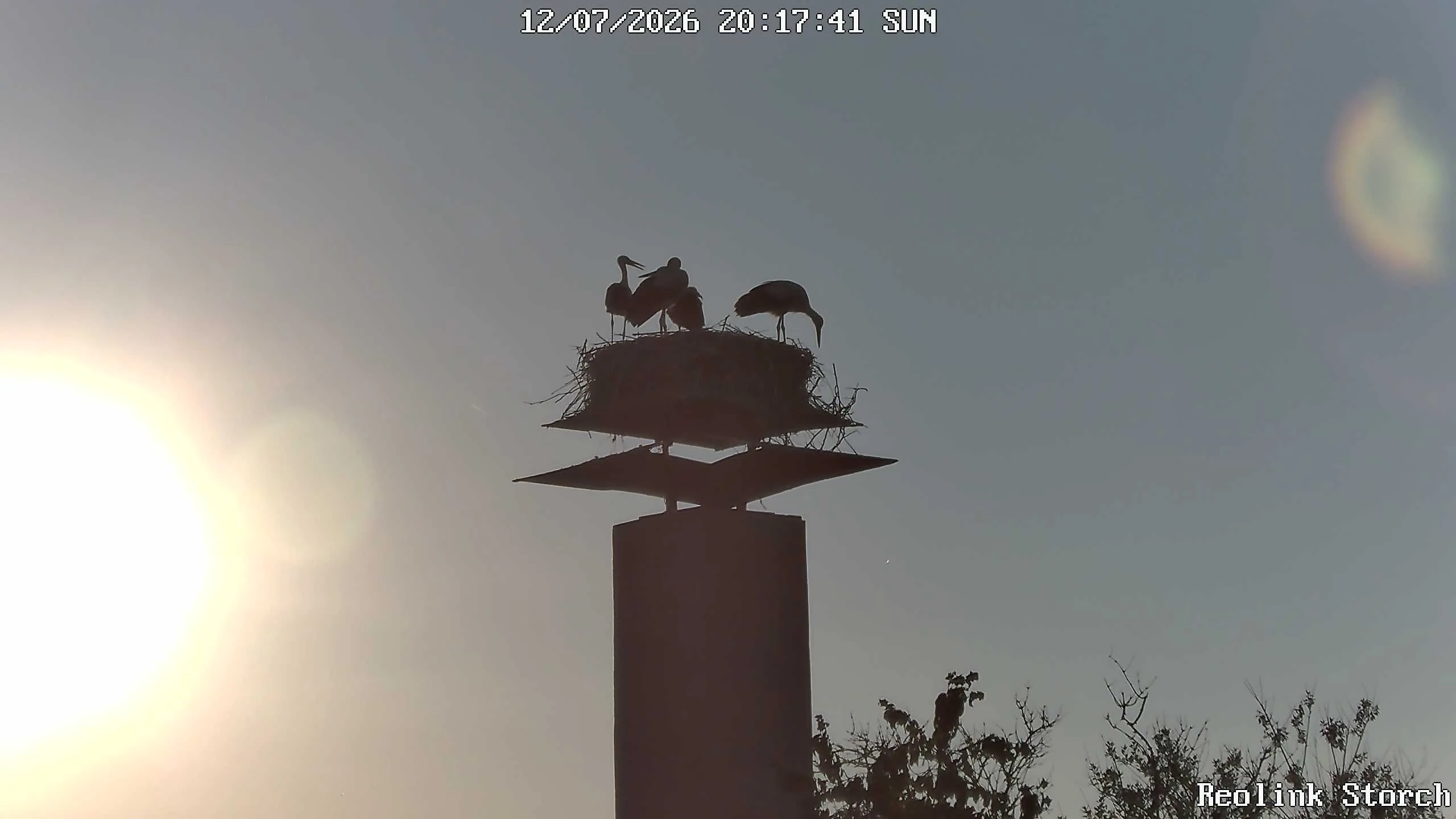 Storchencam Bild