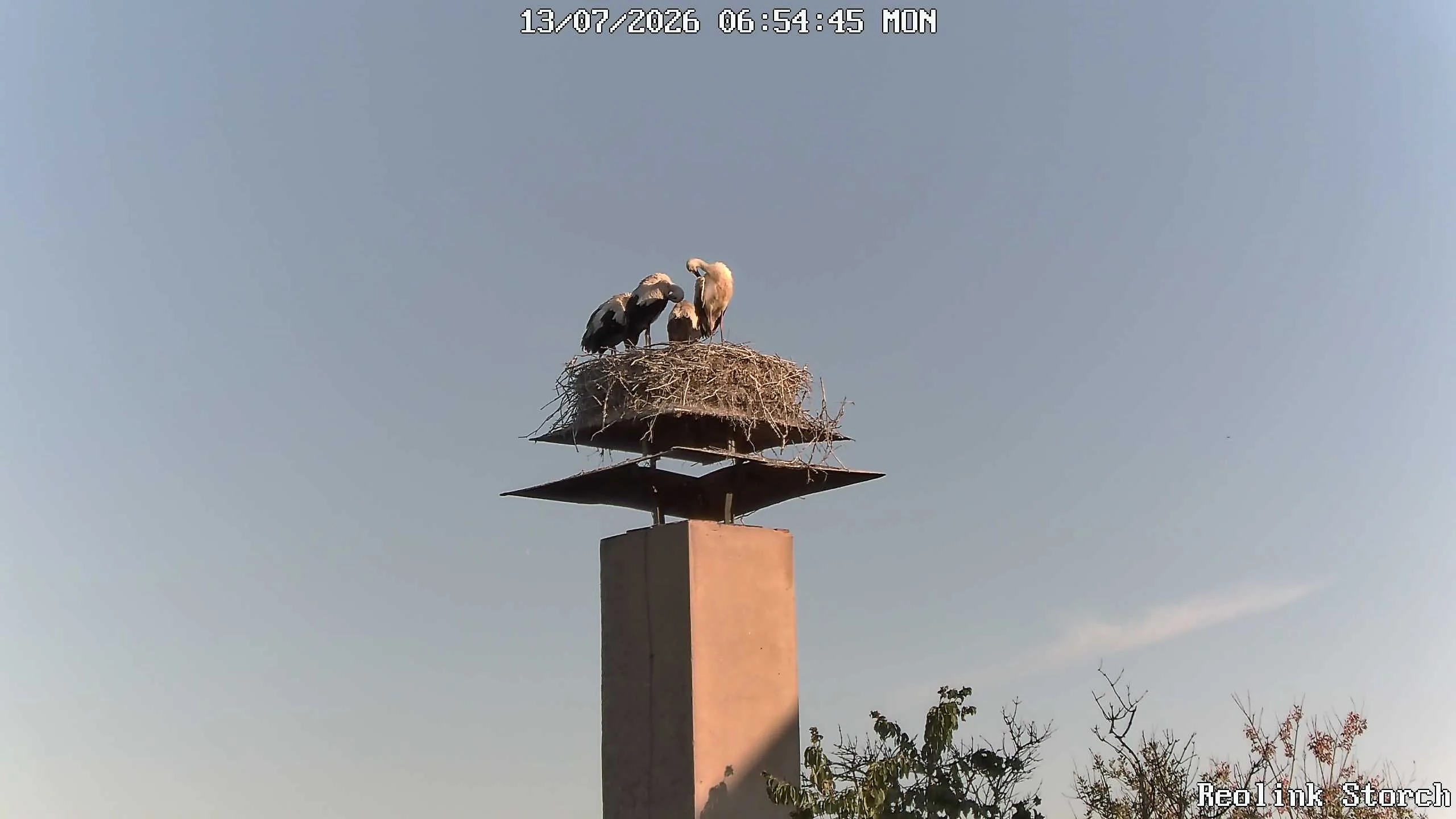 Storchencam Bild
