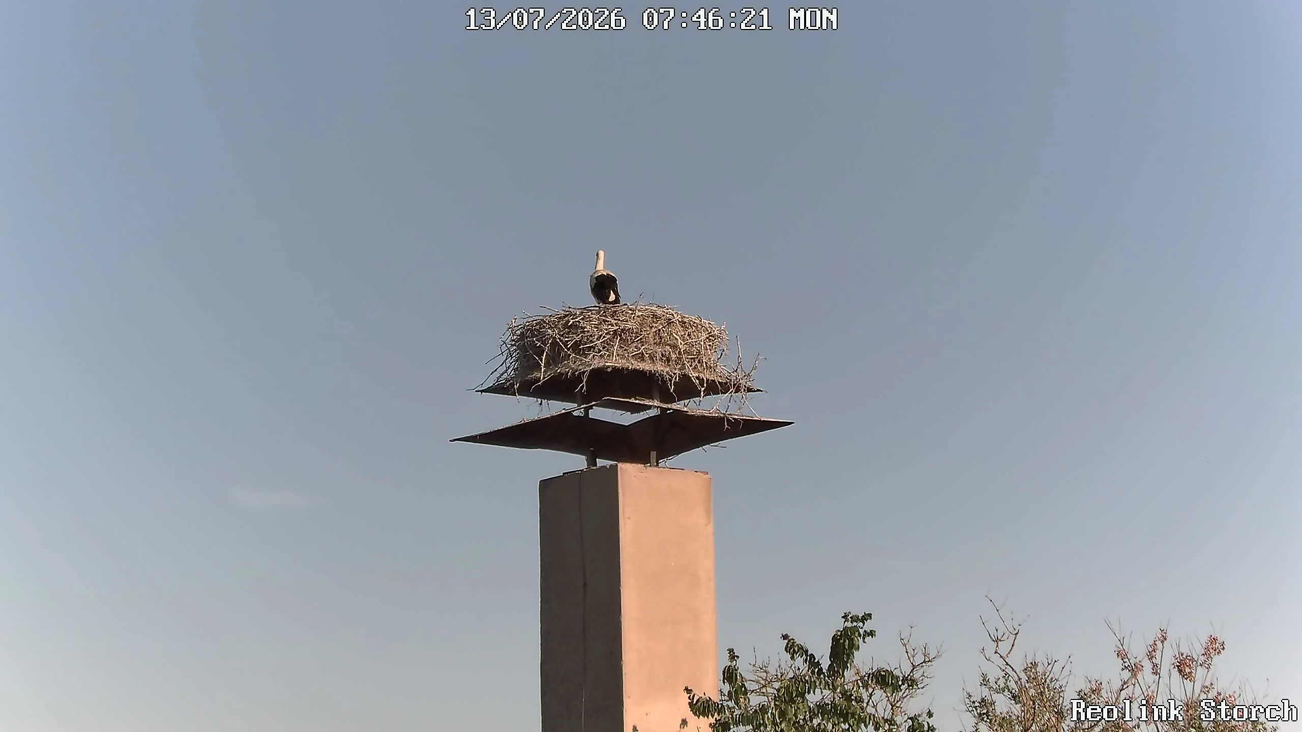 Storchencam Bild