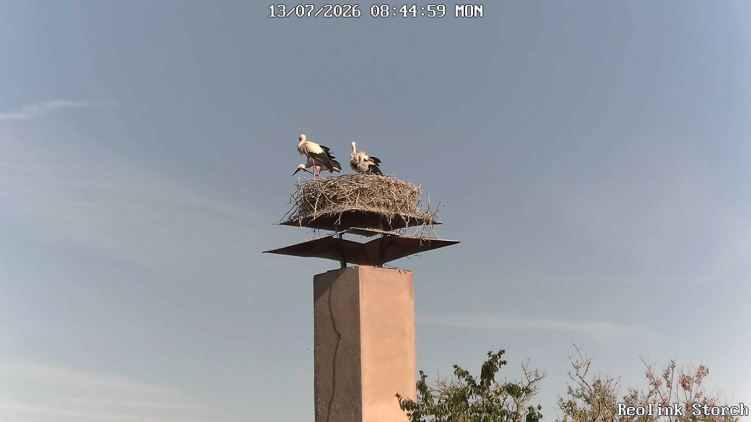 Storchencam Bild