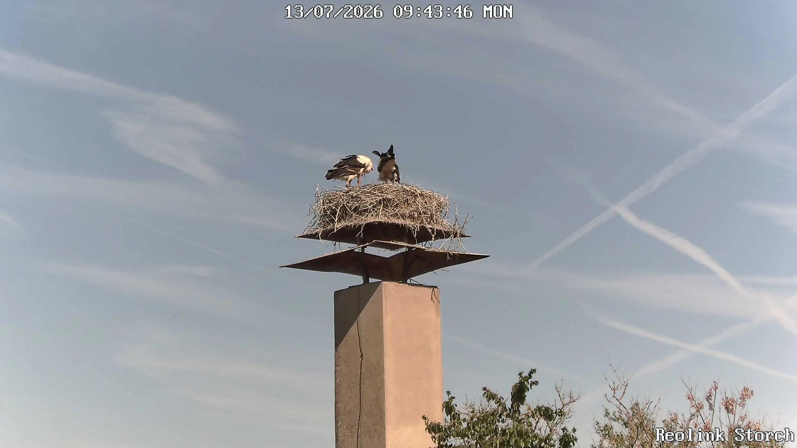 Storchencam Bild