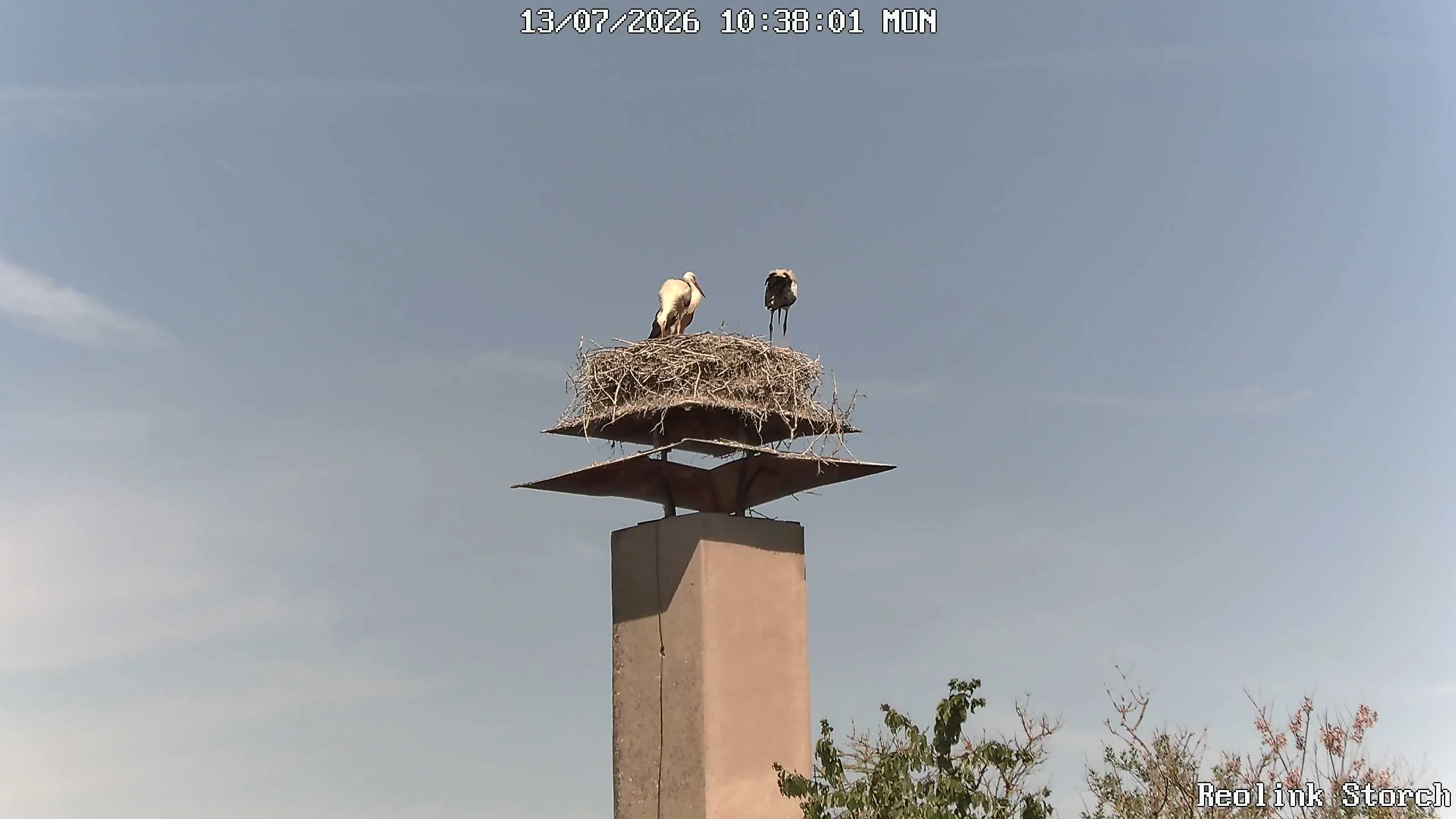 Storchencam Bild