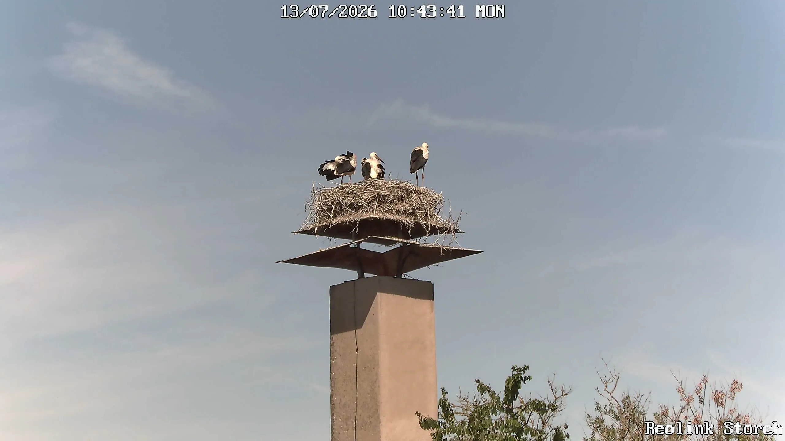 Storchencam Bild
