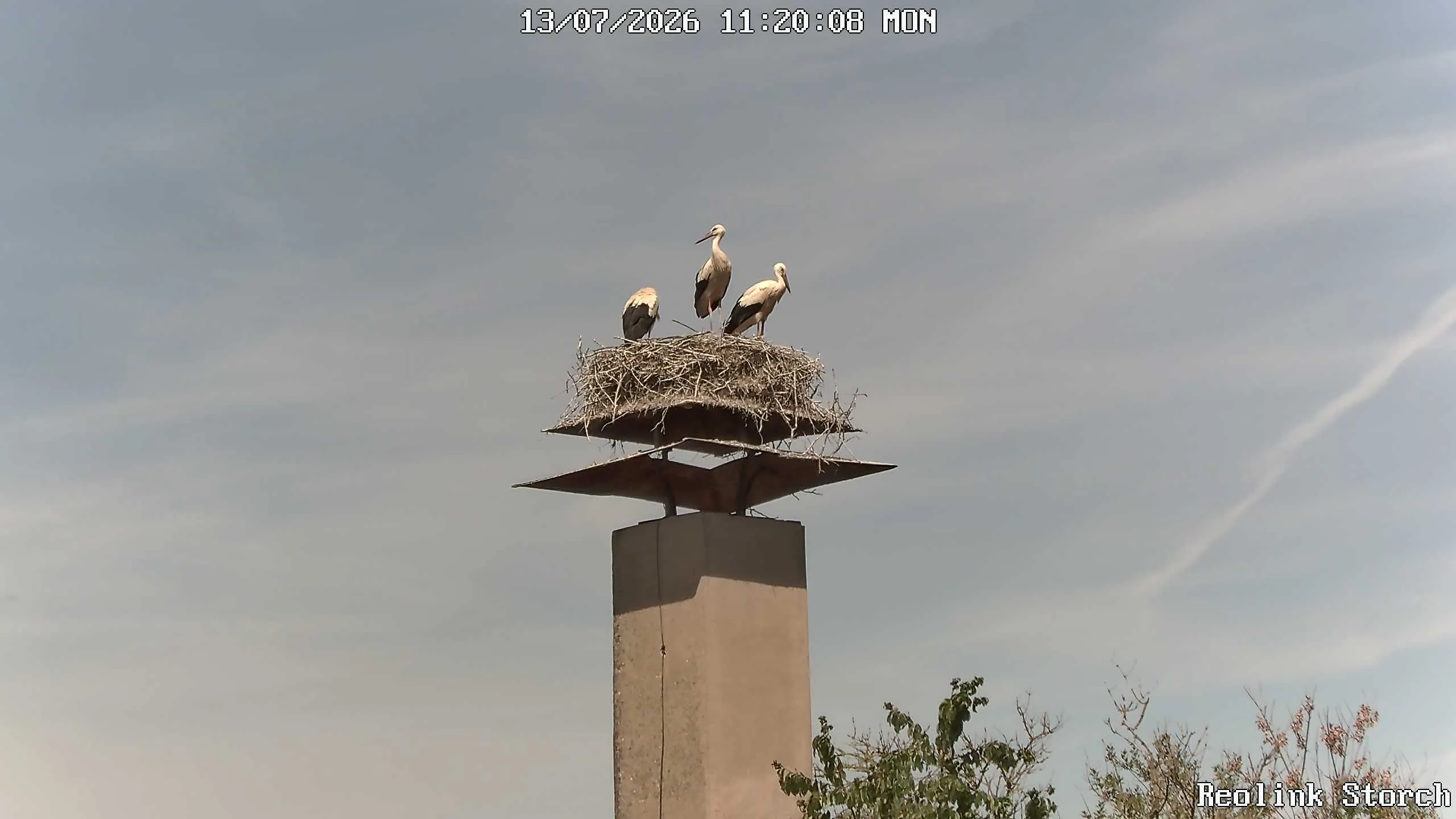 Storchencam Bild