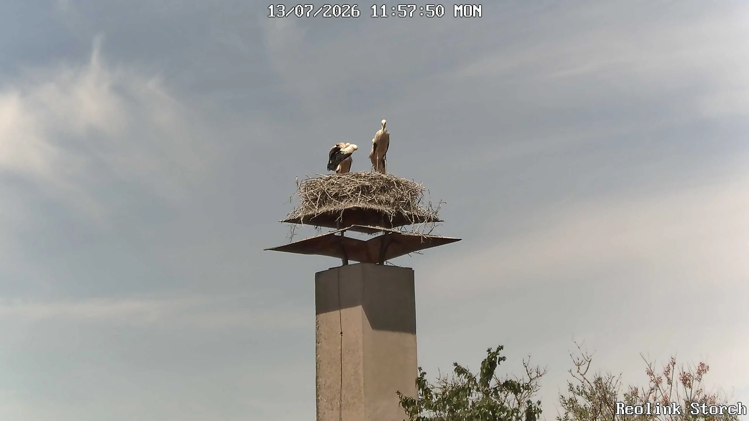 Storchencam Bild