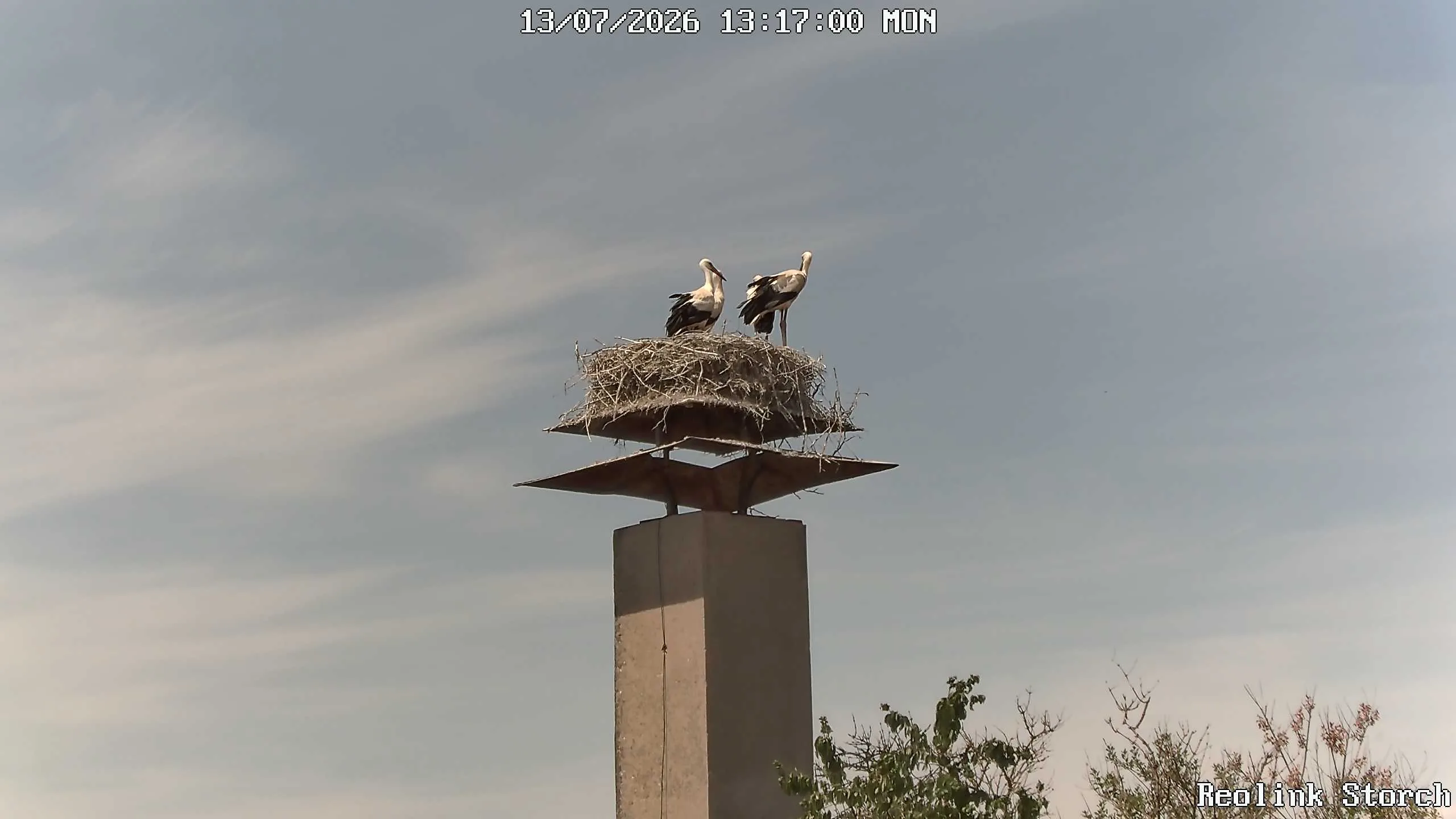 Storchencam Bild