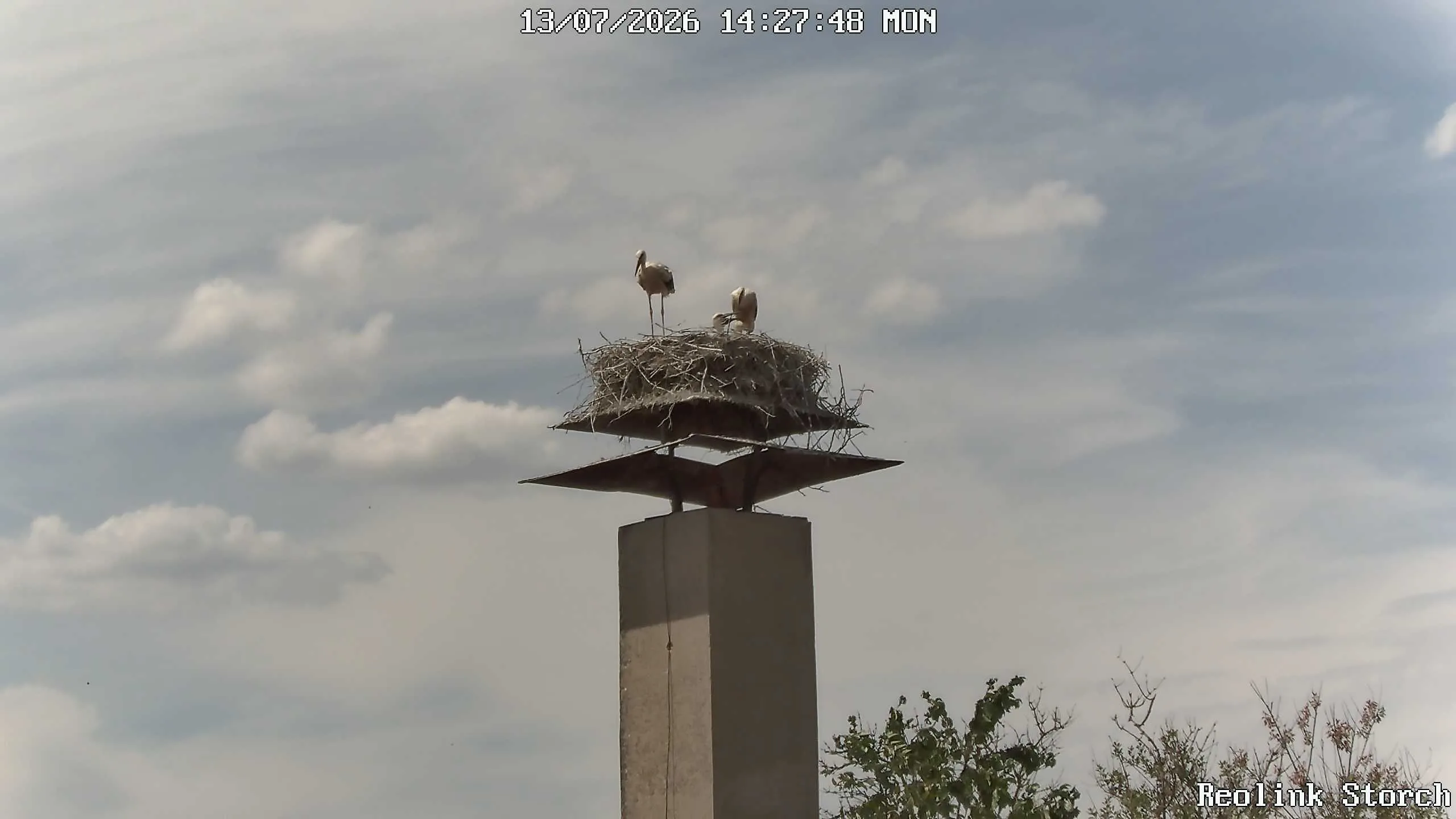 Storchencam Bild