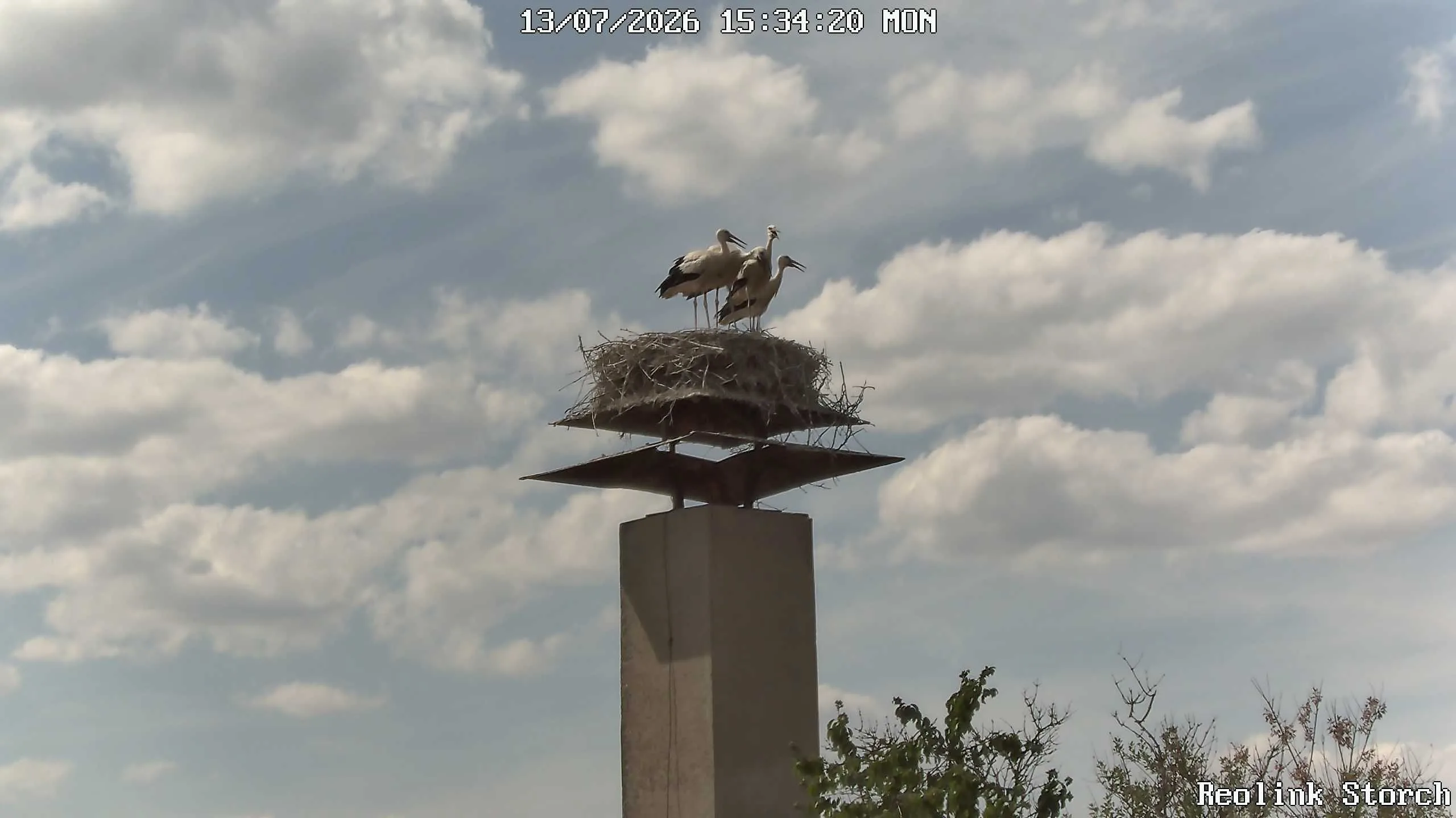 Storchencam Bild
