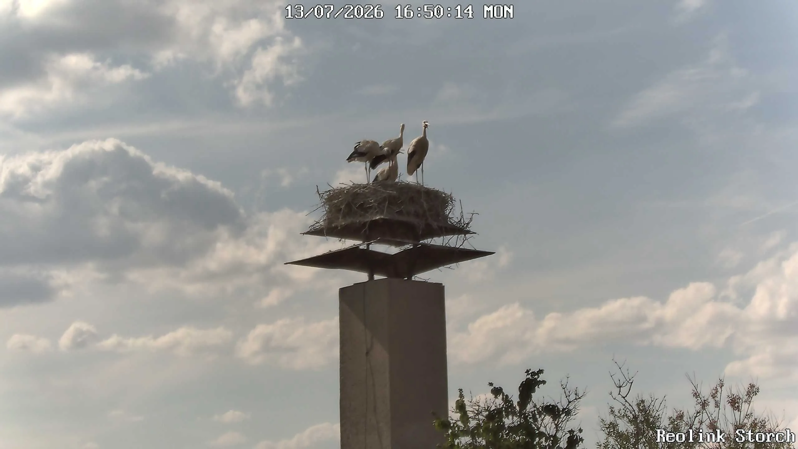 Storchencam Bild